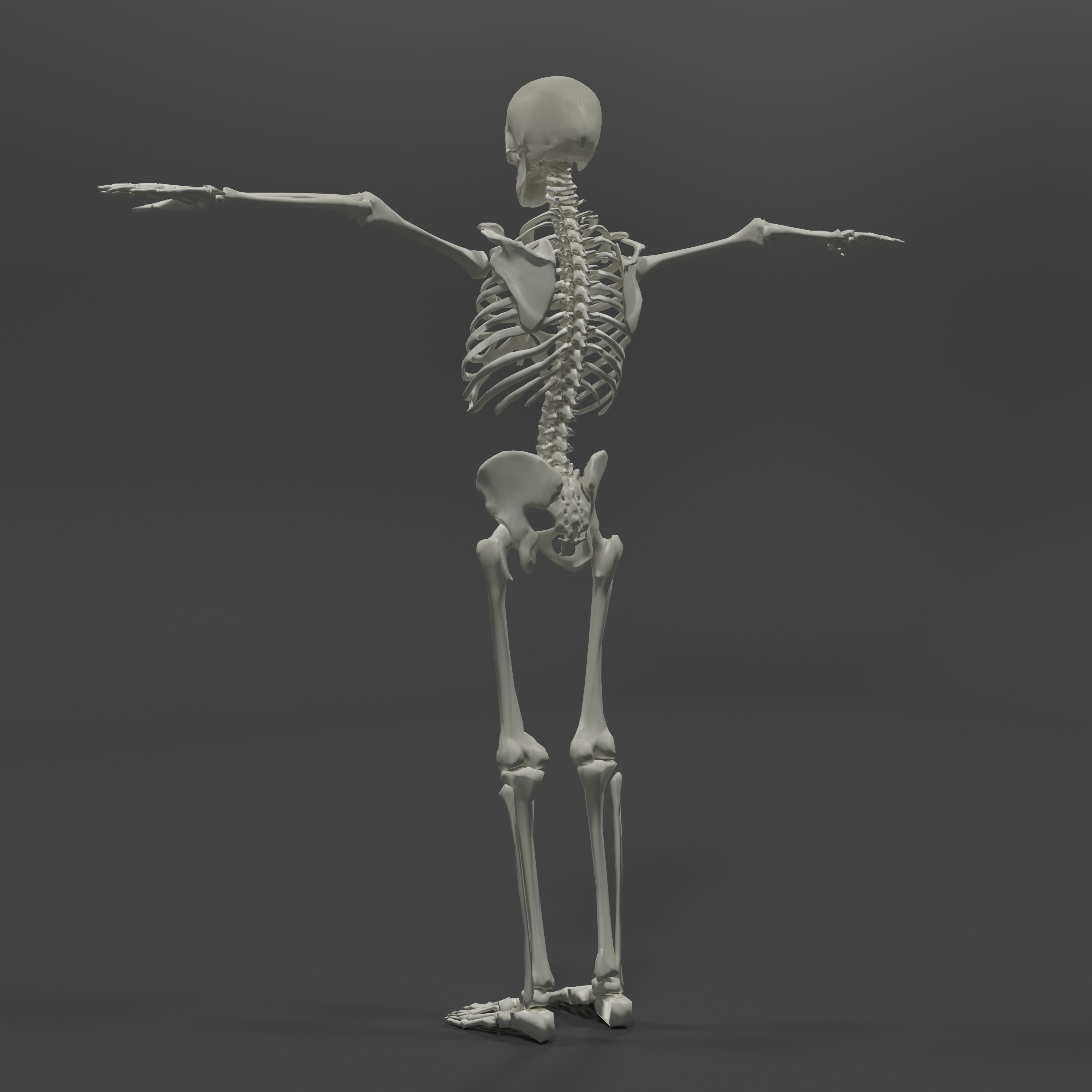 Human Skeleton Low-poly 3D model_2