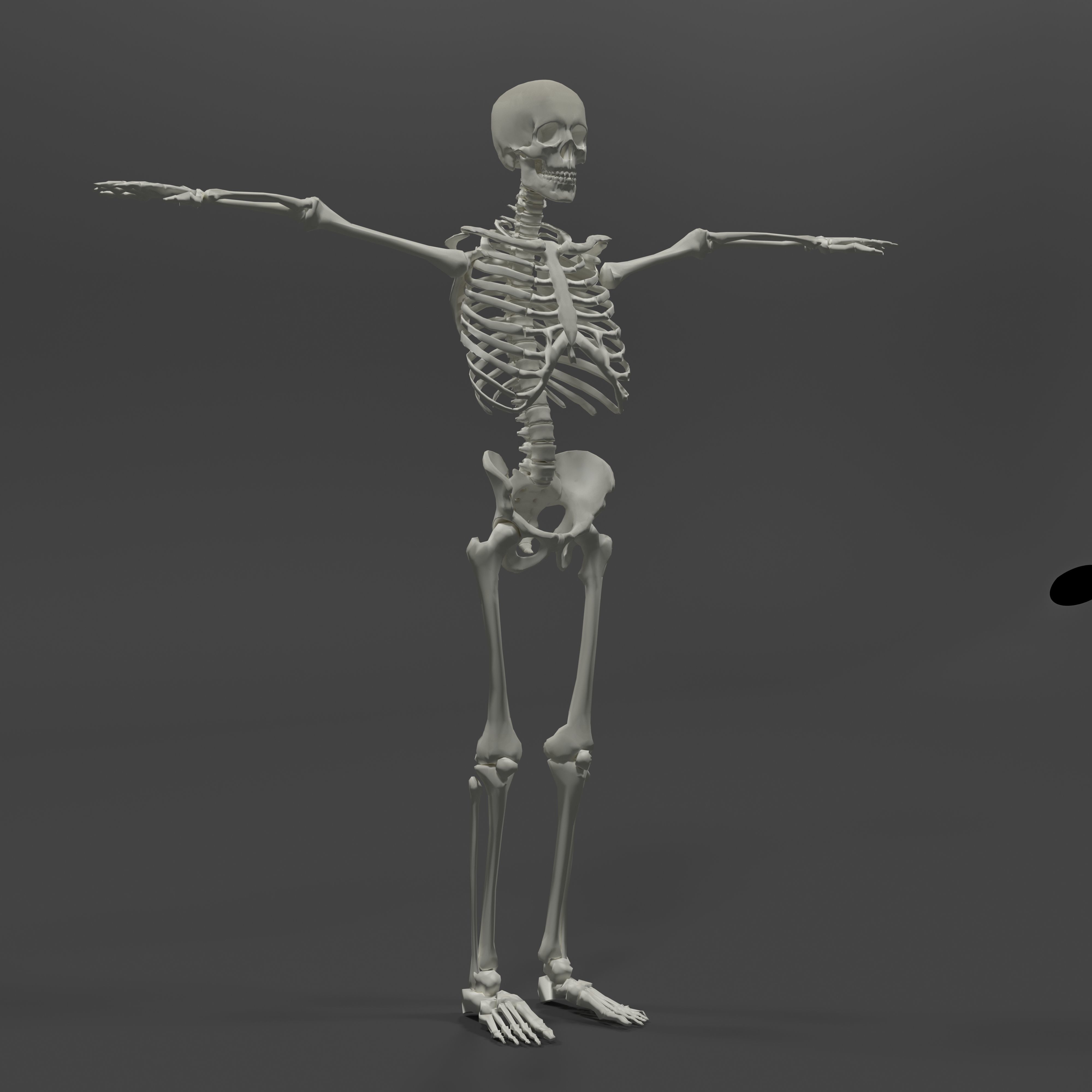 Human Skeleton Low-poly 3D model_8