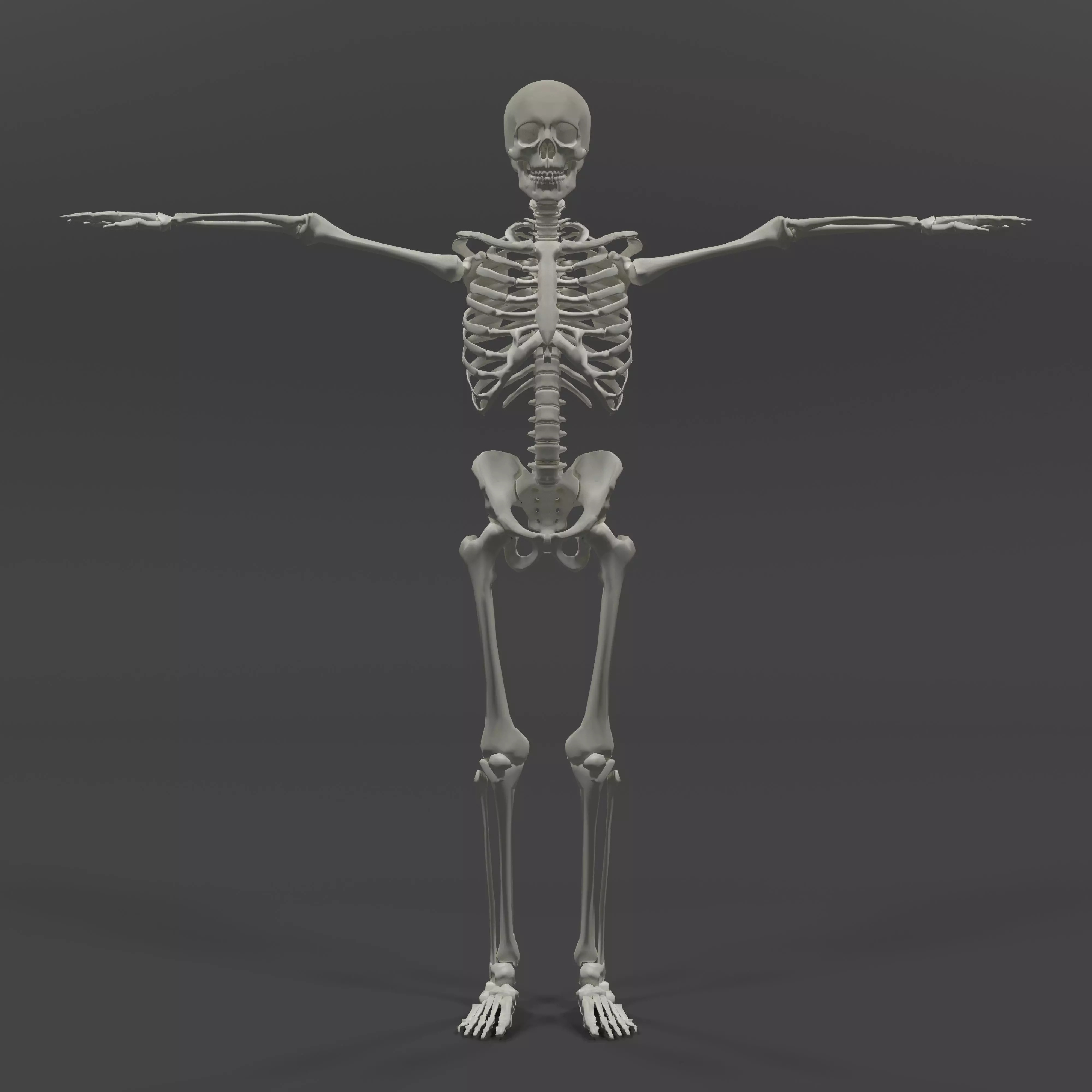 Human Skeleton Low-poly 3D model_0