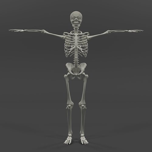 Human Skeleton Low-poly 3D model