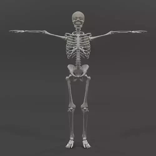 Human Skeleton Low-poly 3D model