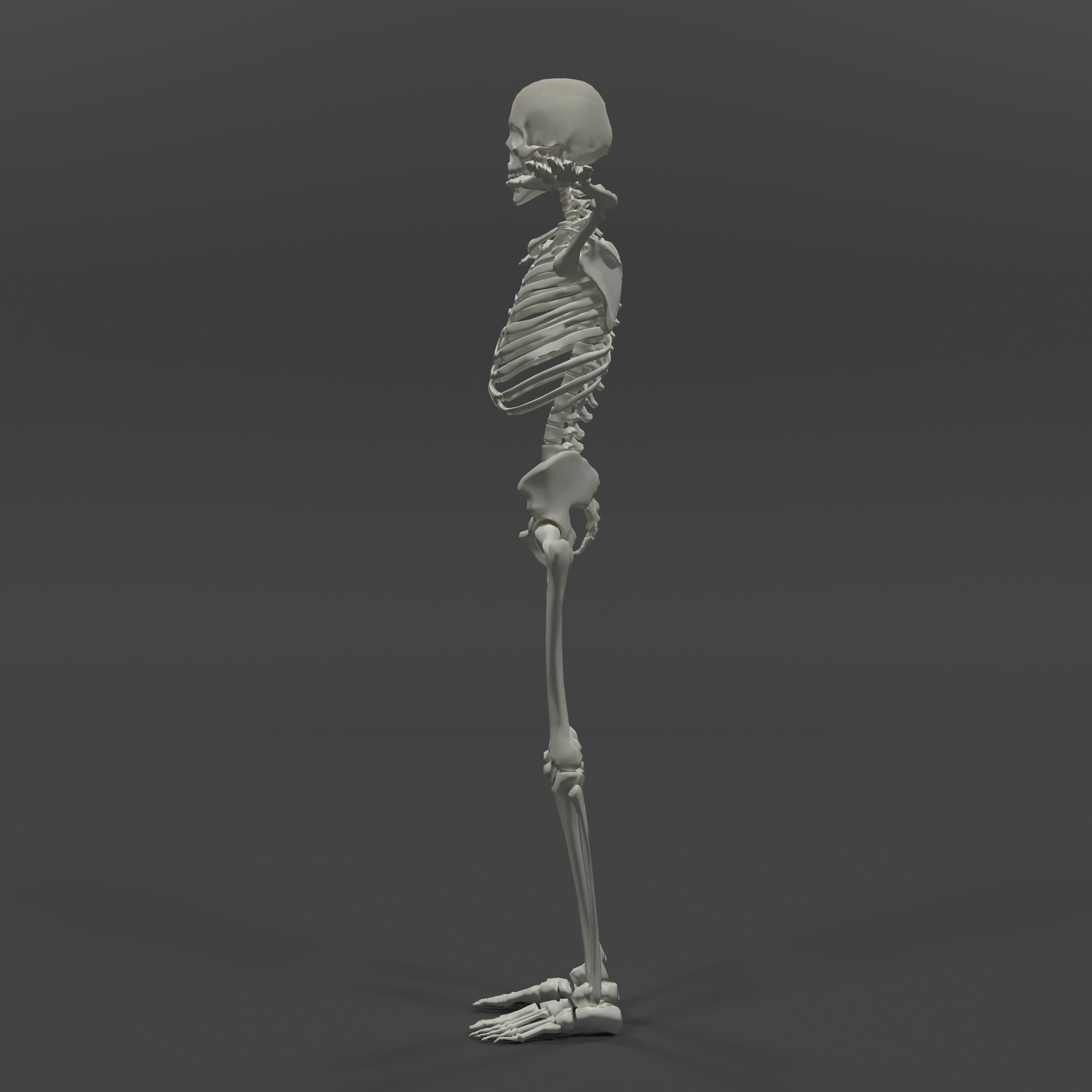 Human Skeleton Low-poly 3D model_1