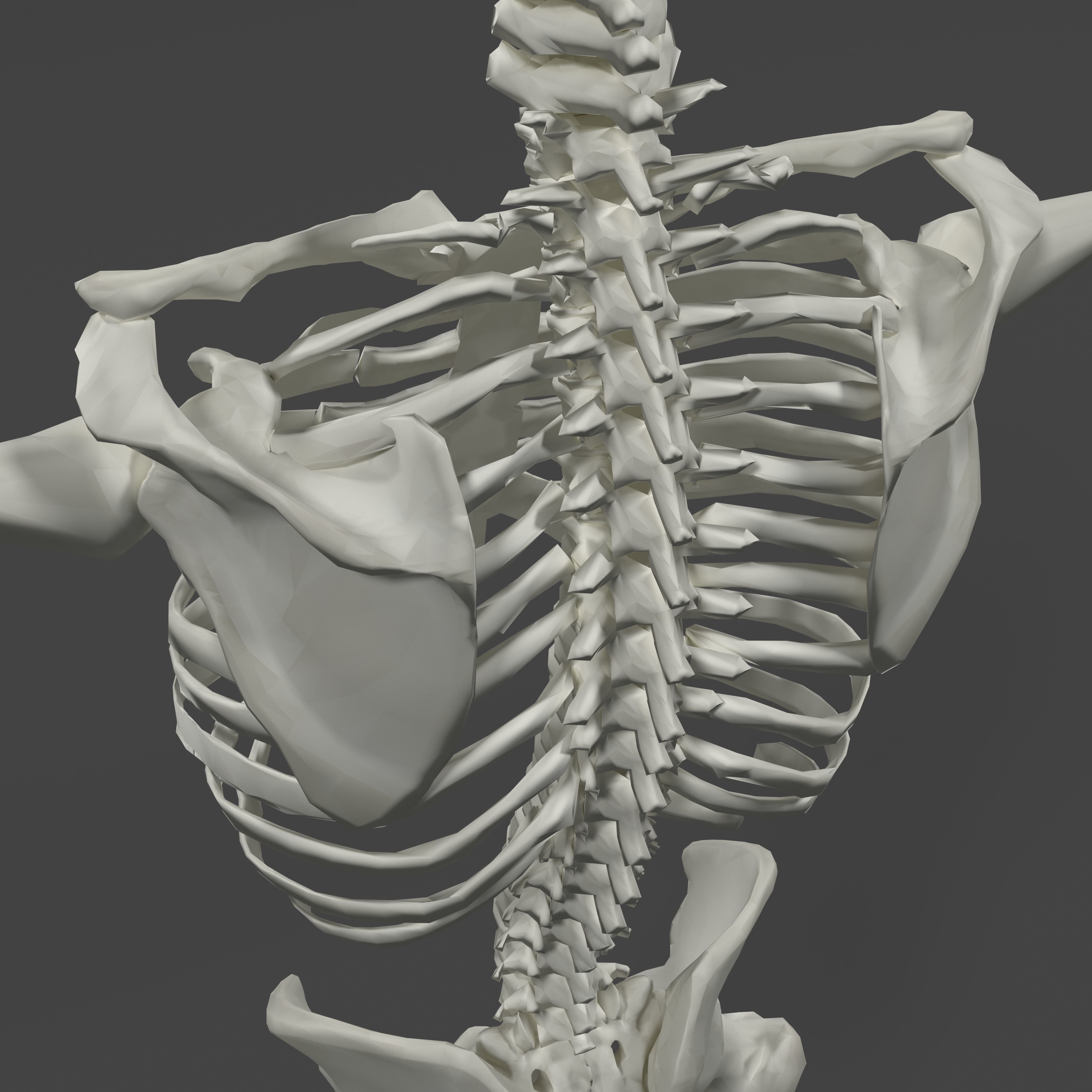 Human Skeleton Low-poly 3D model_13