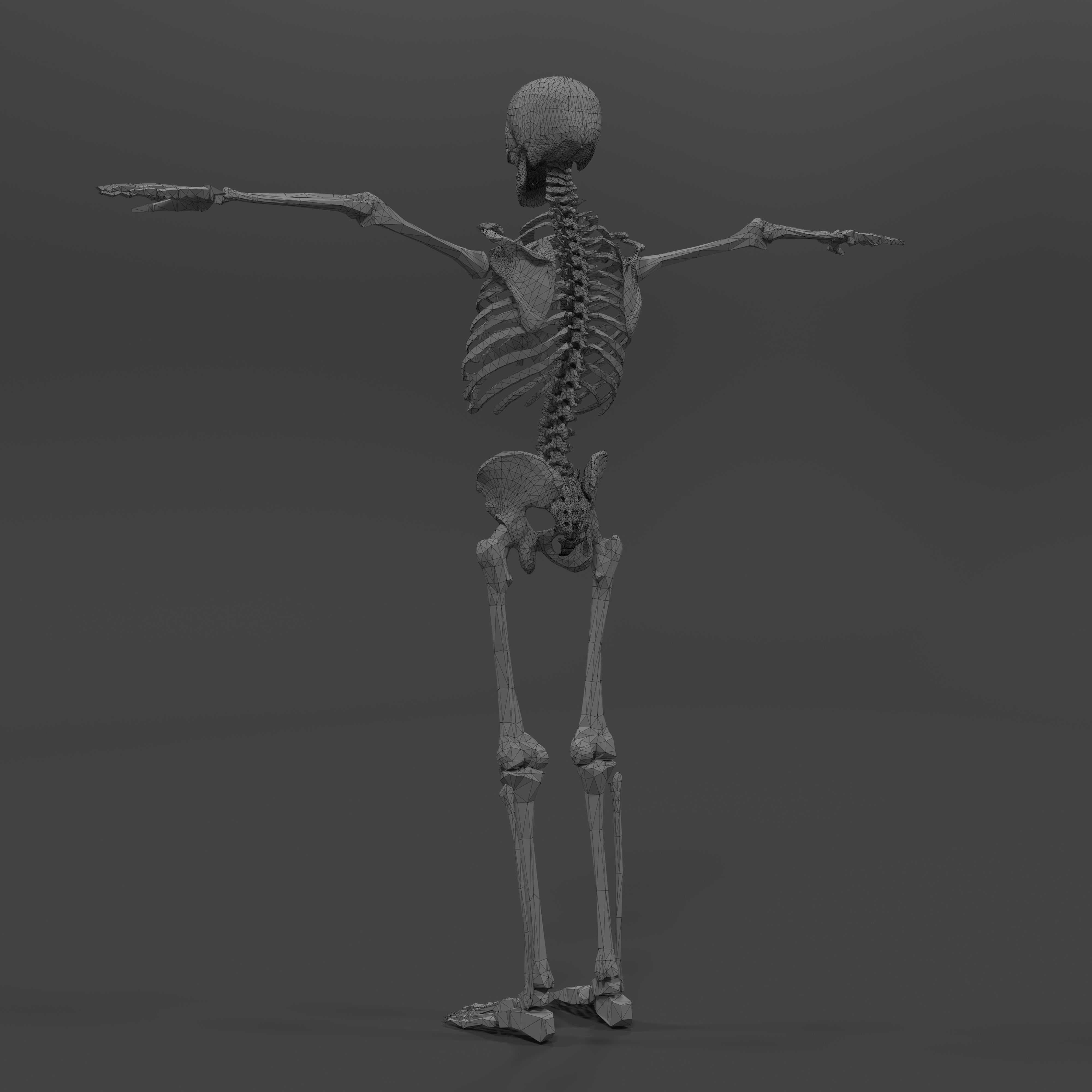 Human Skeleton Low-poly 3D model_15