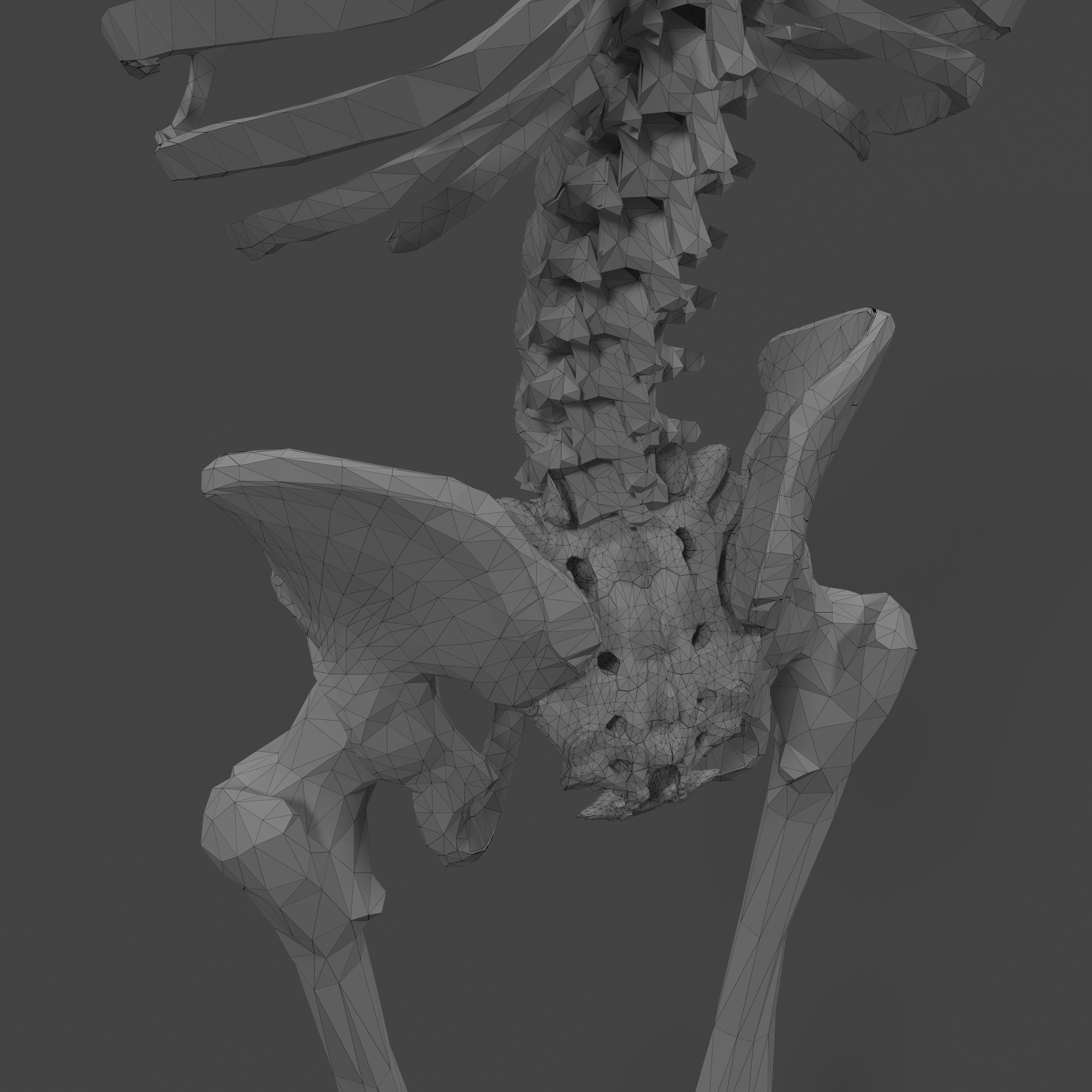 Human Skeleton Low-poly 3D model_25