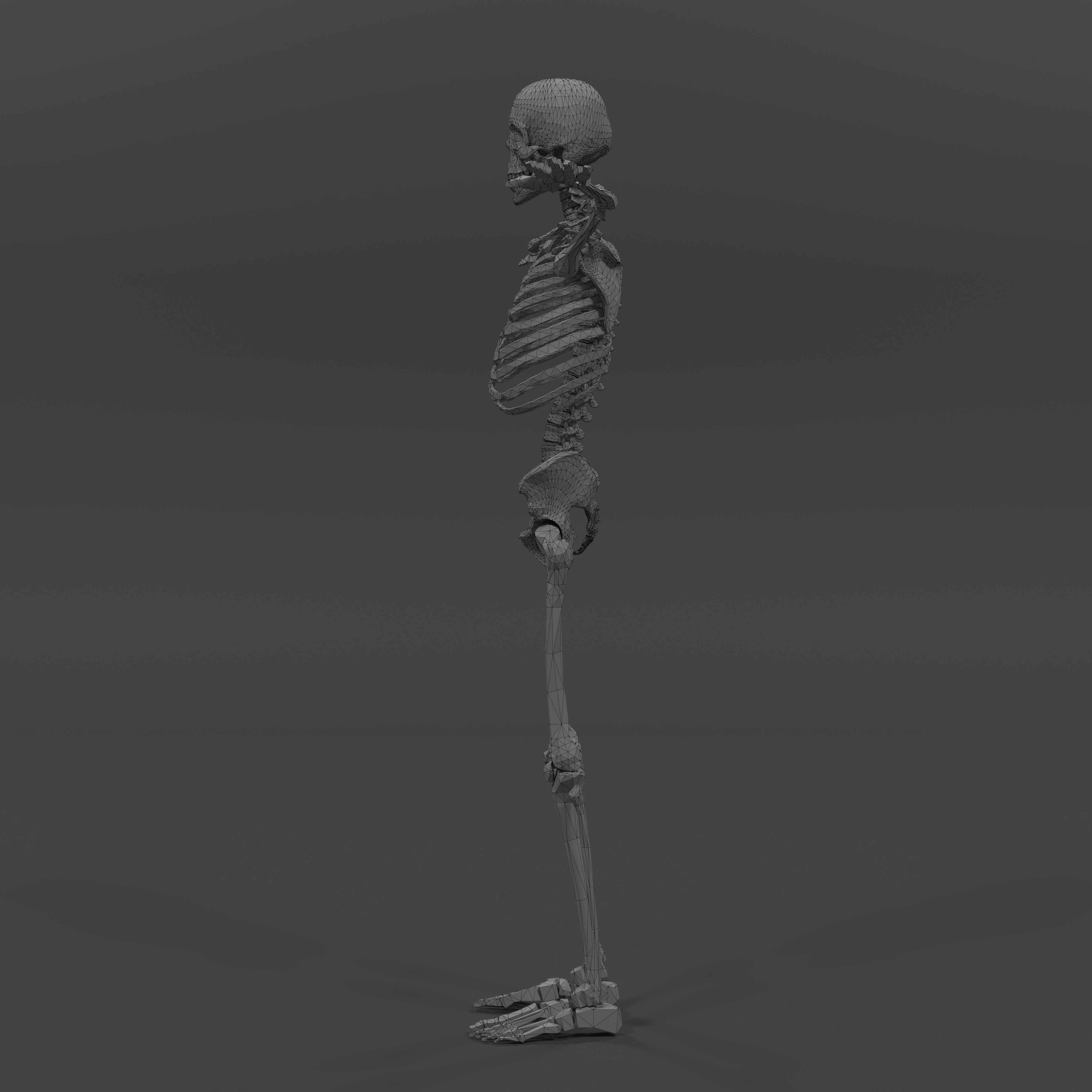 Human Skeleton Low-poly 3D model_14