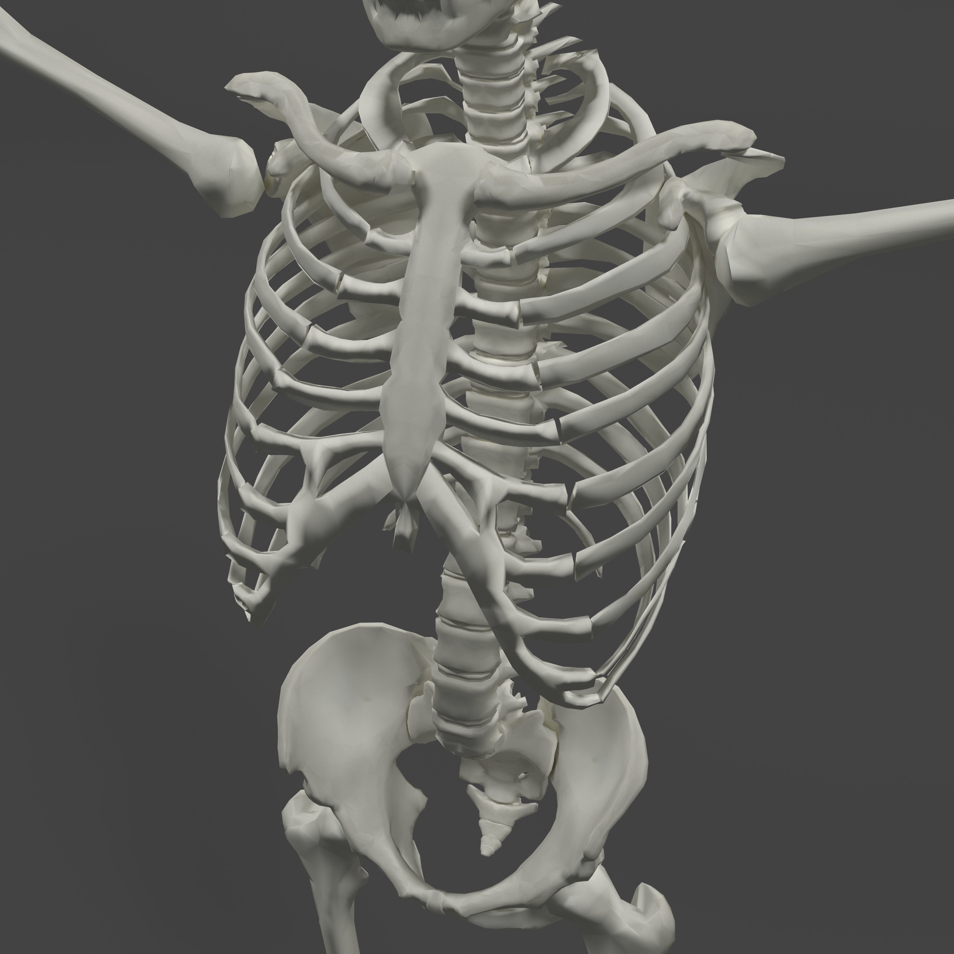 Human Skeleton Low-poly 3D model_9