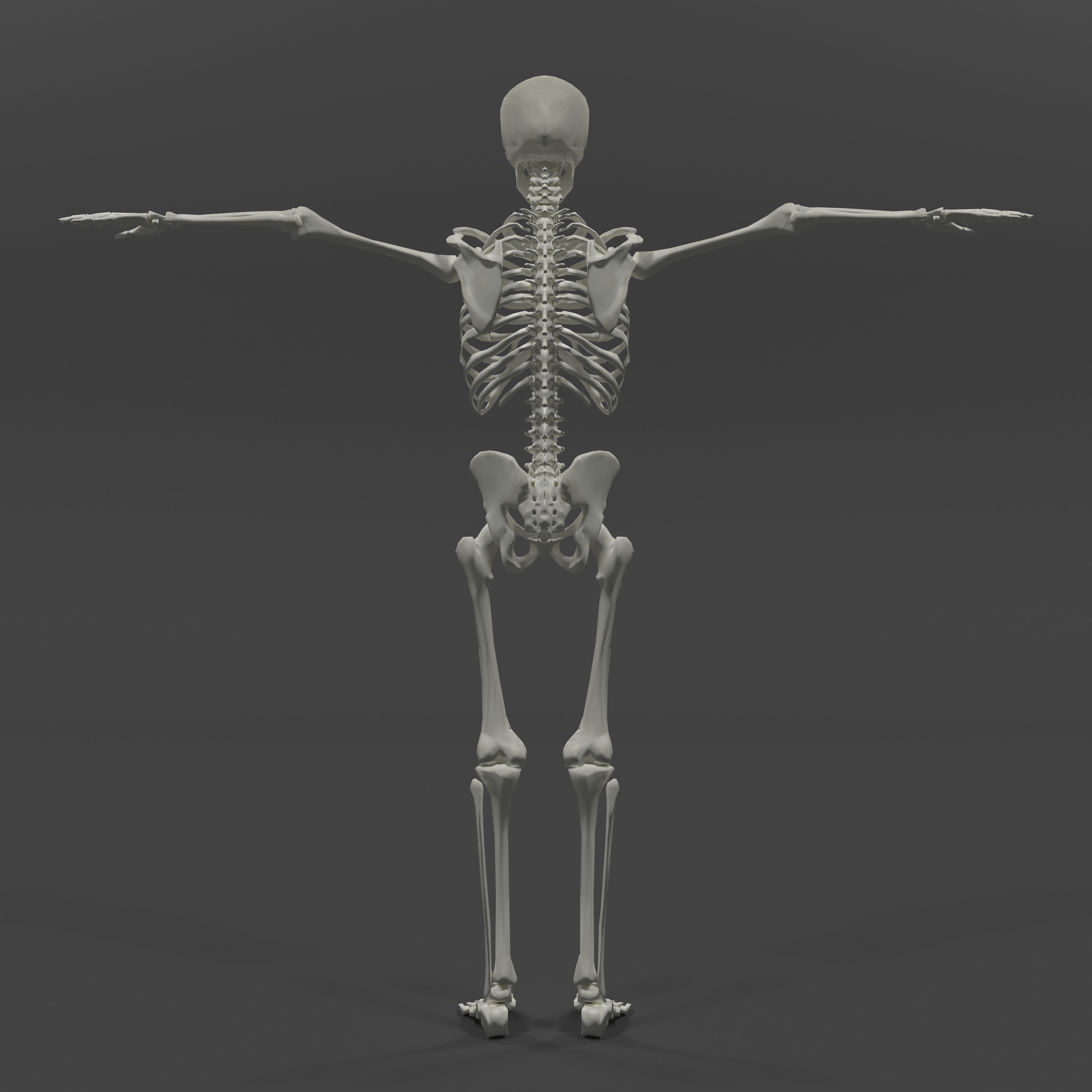Human Skeleton Low-poly 3D model_3