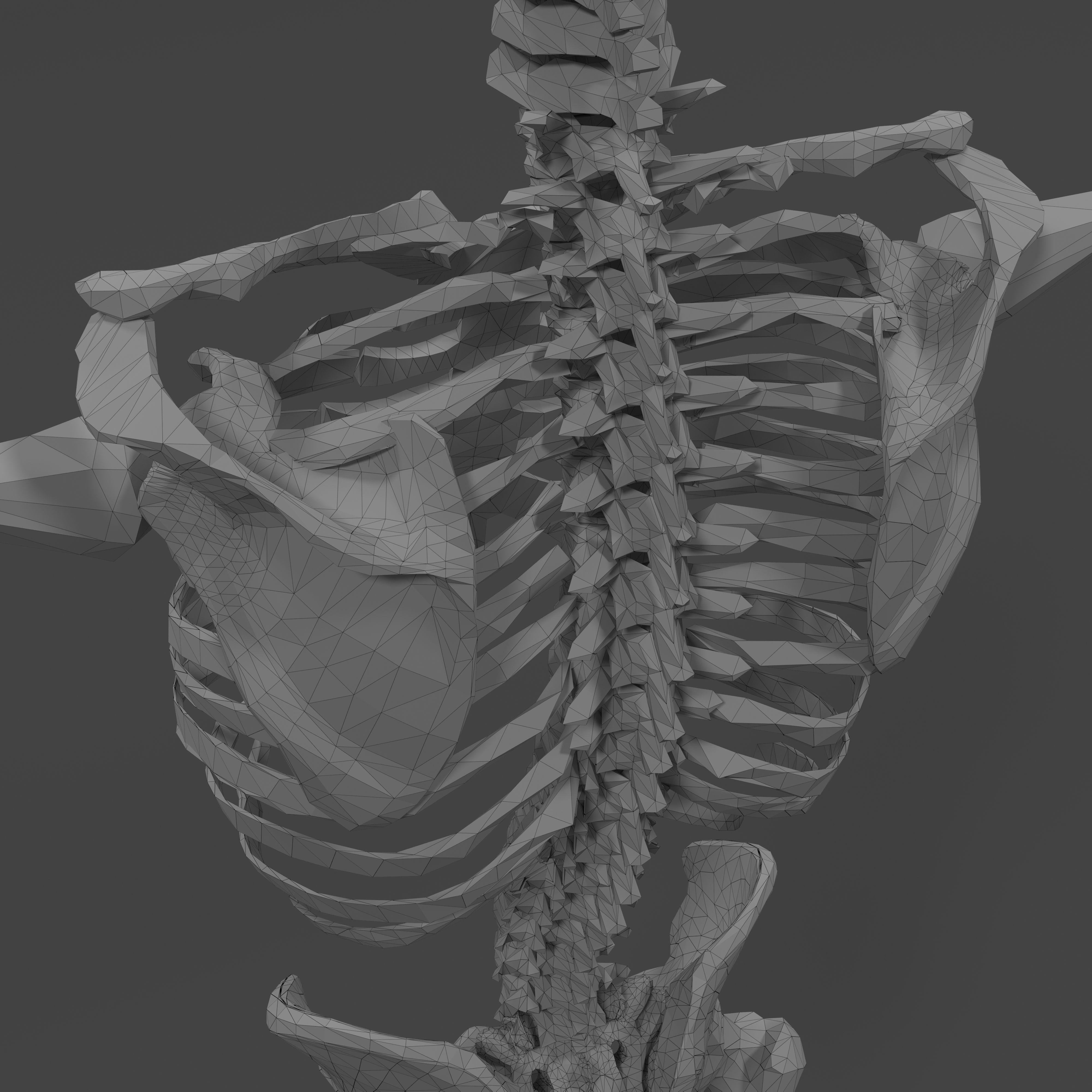 Human Skeleton Low-poly 3D model_26