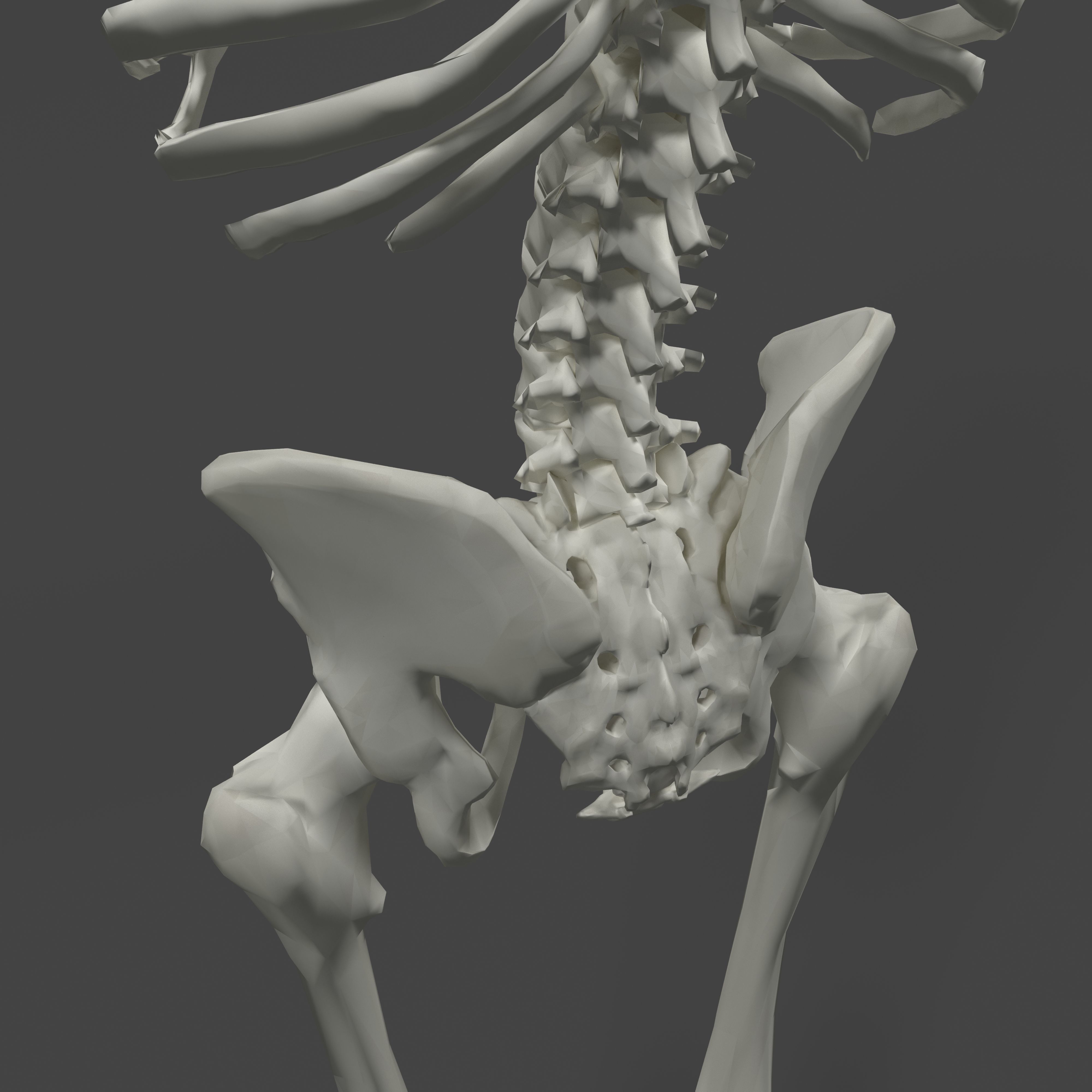 Human Skeleton Low-poly 3D model_12