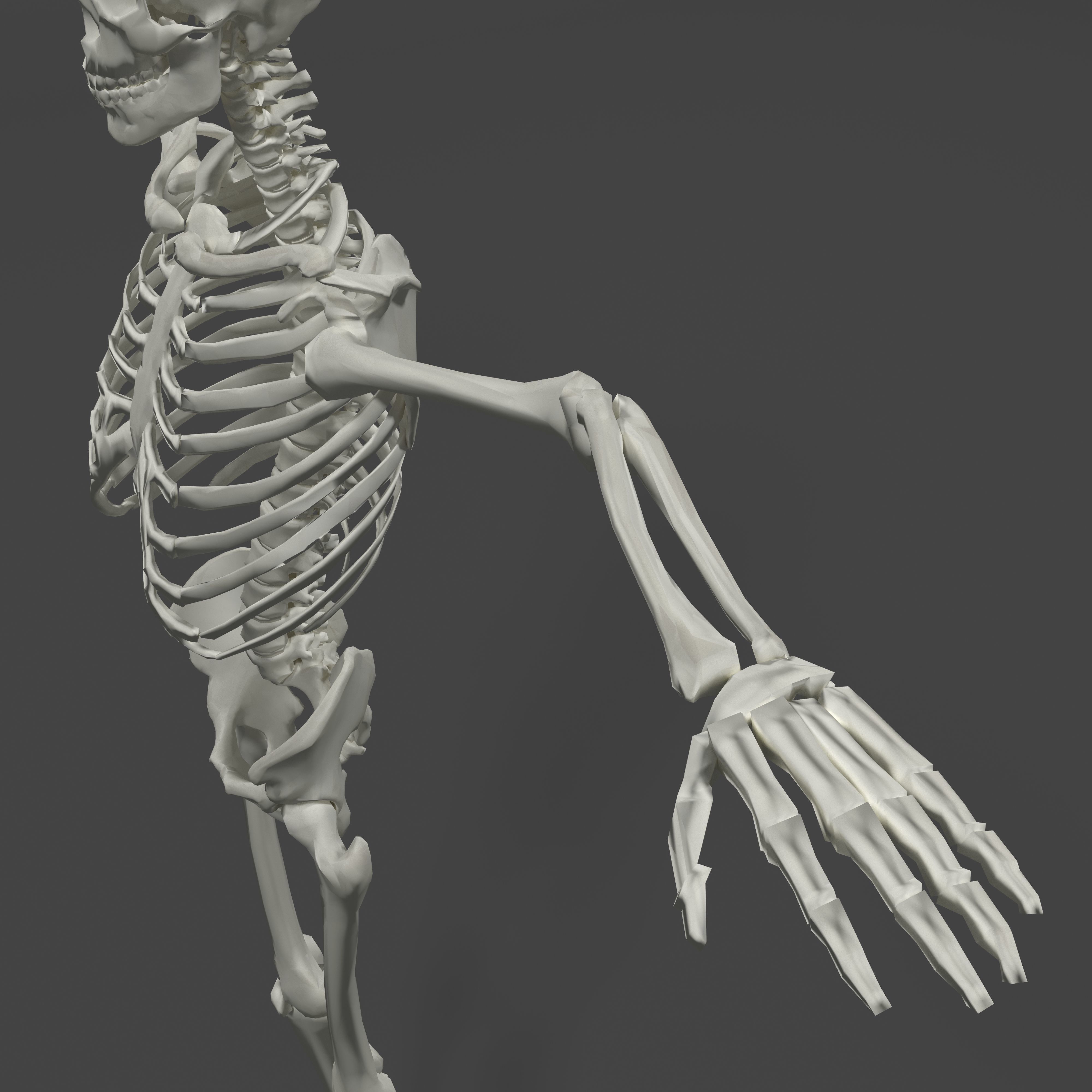 Human Skeleton Low-poly 3D model_7