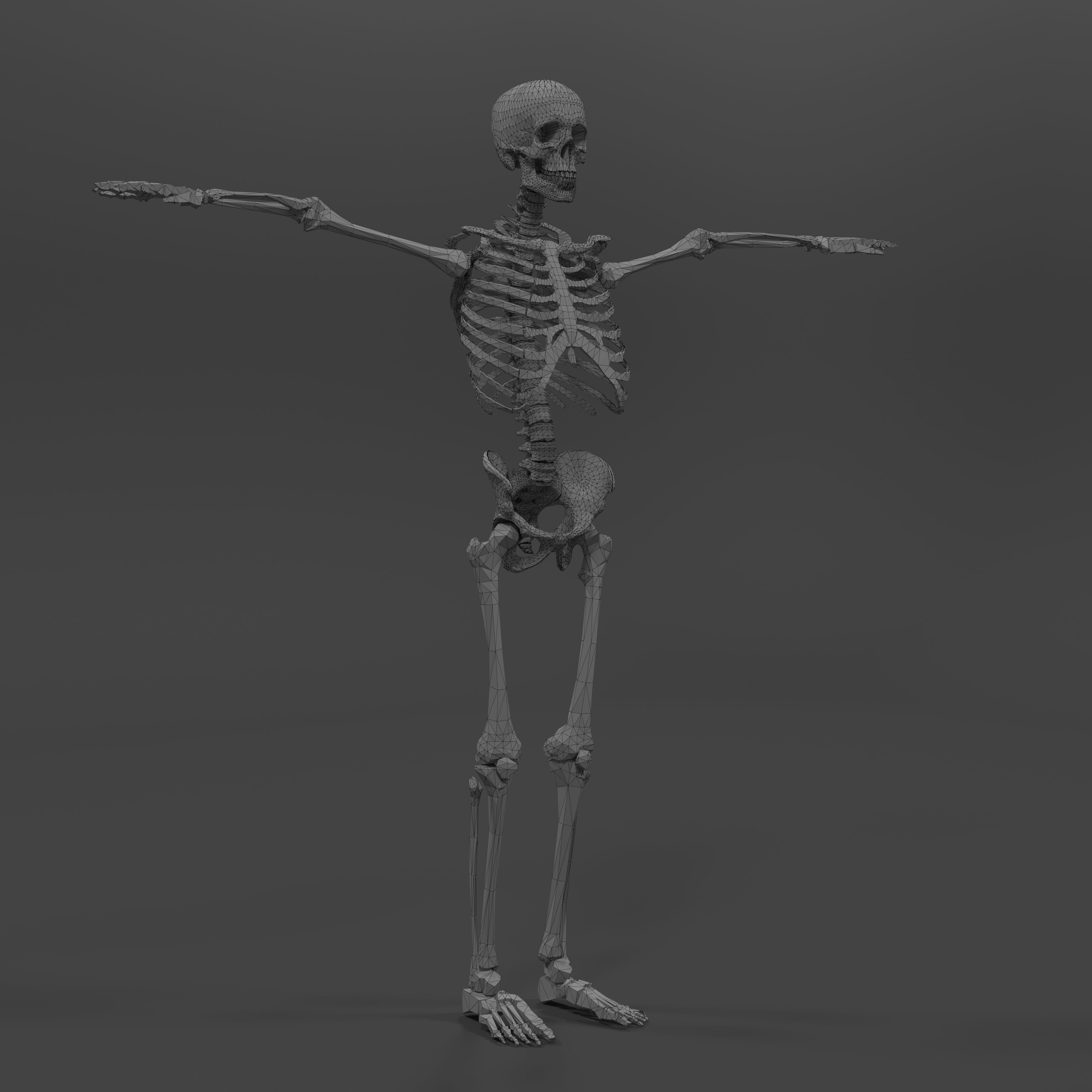 Human Skeleton Low-poly 3D model_17