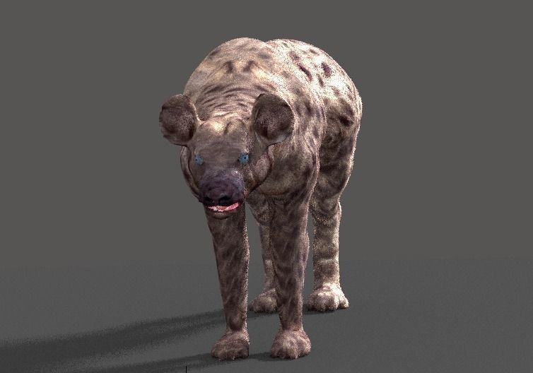 hyena 3D model_17