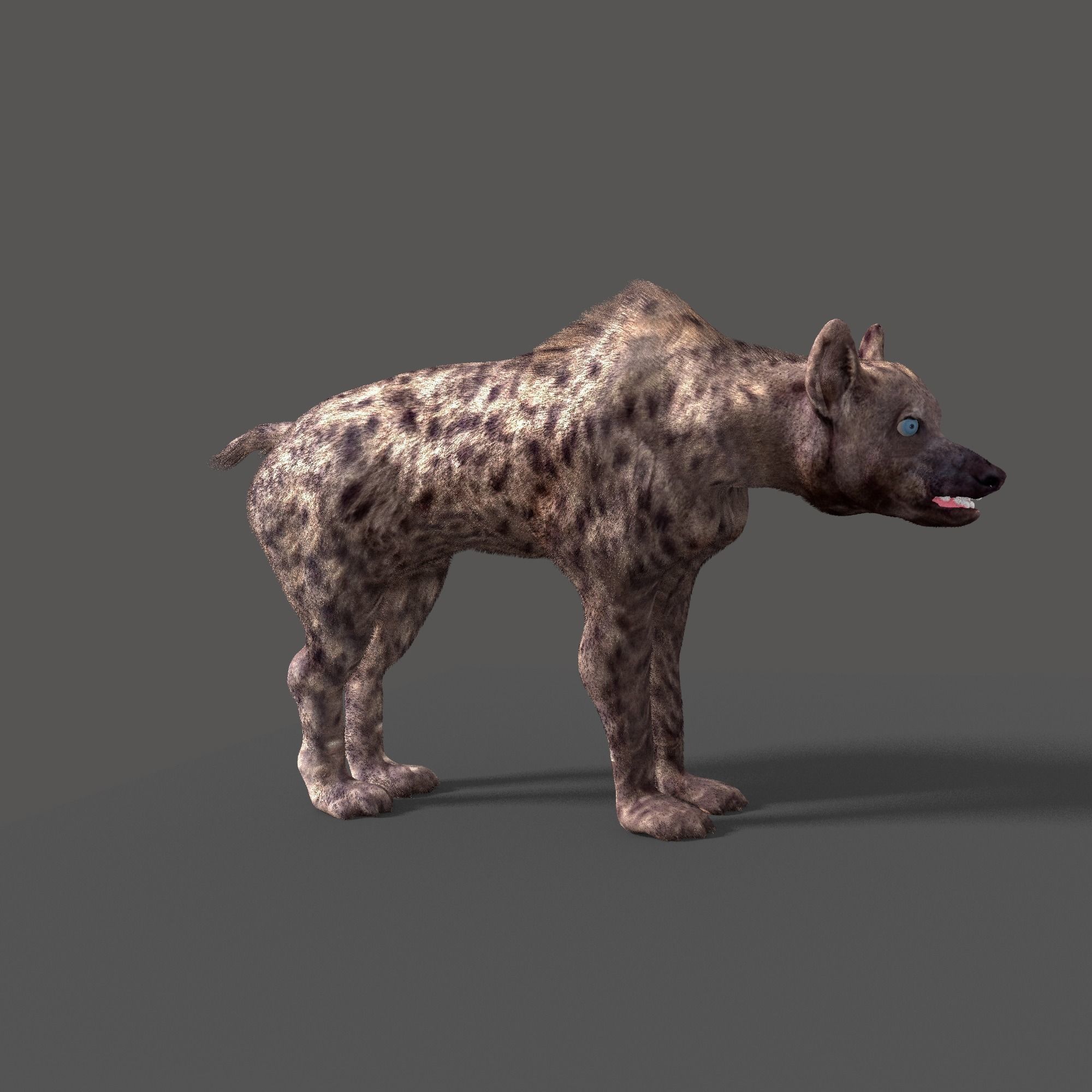 hyena 3D model_8