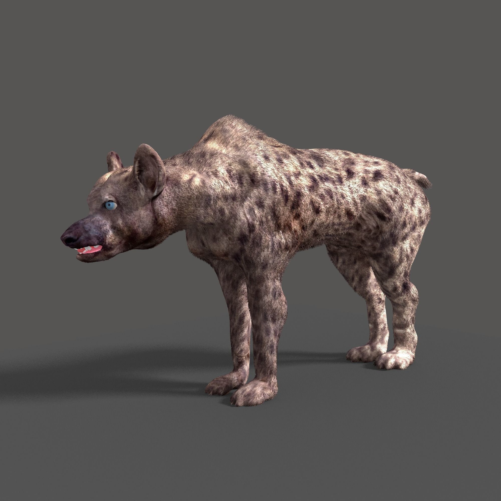 hyena 3D model_4