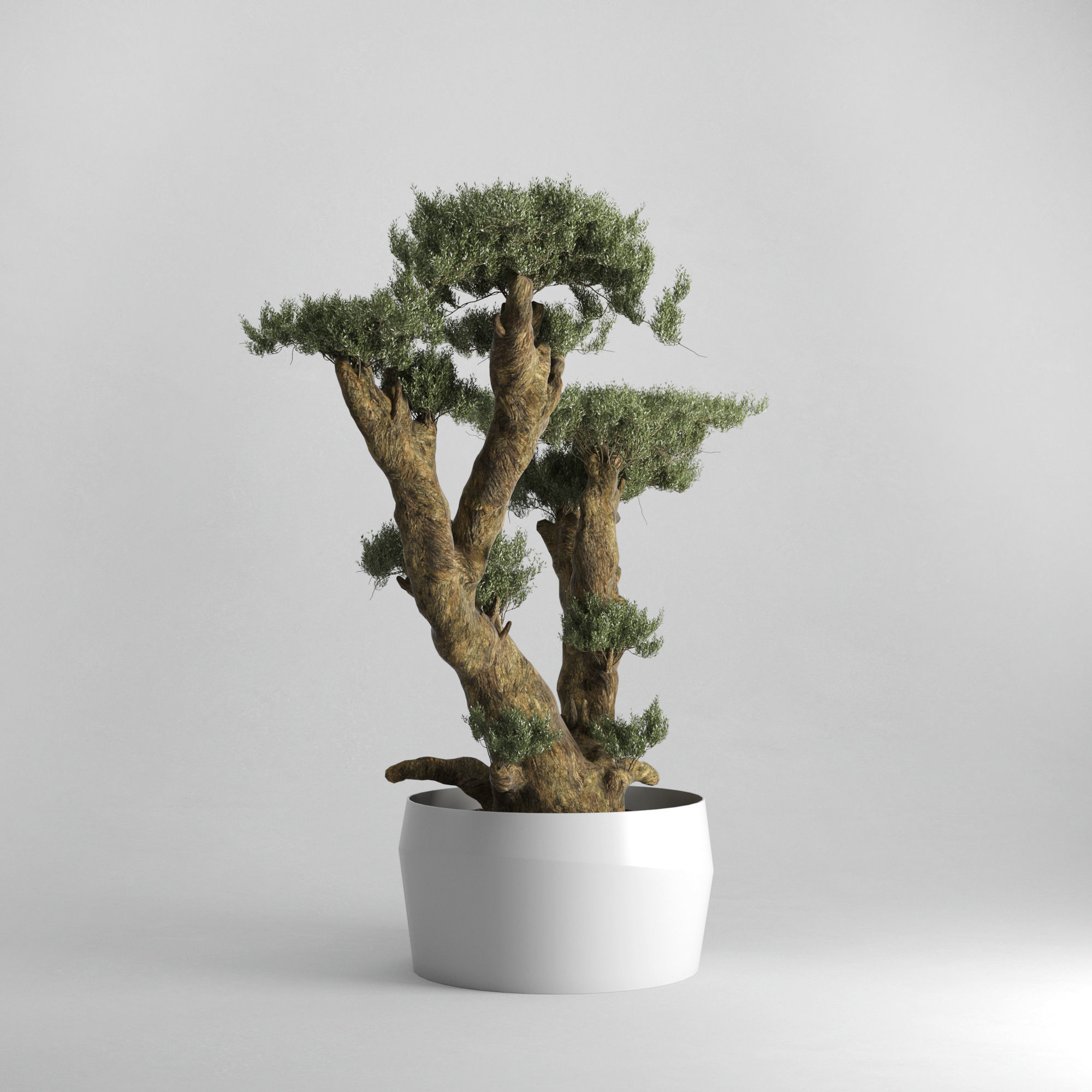 Olive Tree Plates Olea Europaea 3D model_3