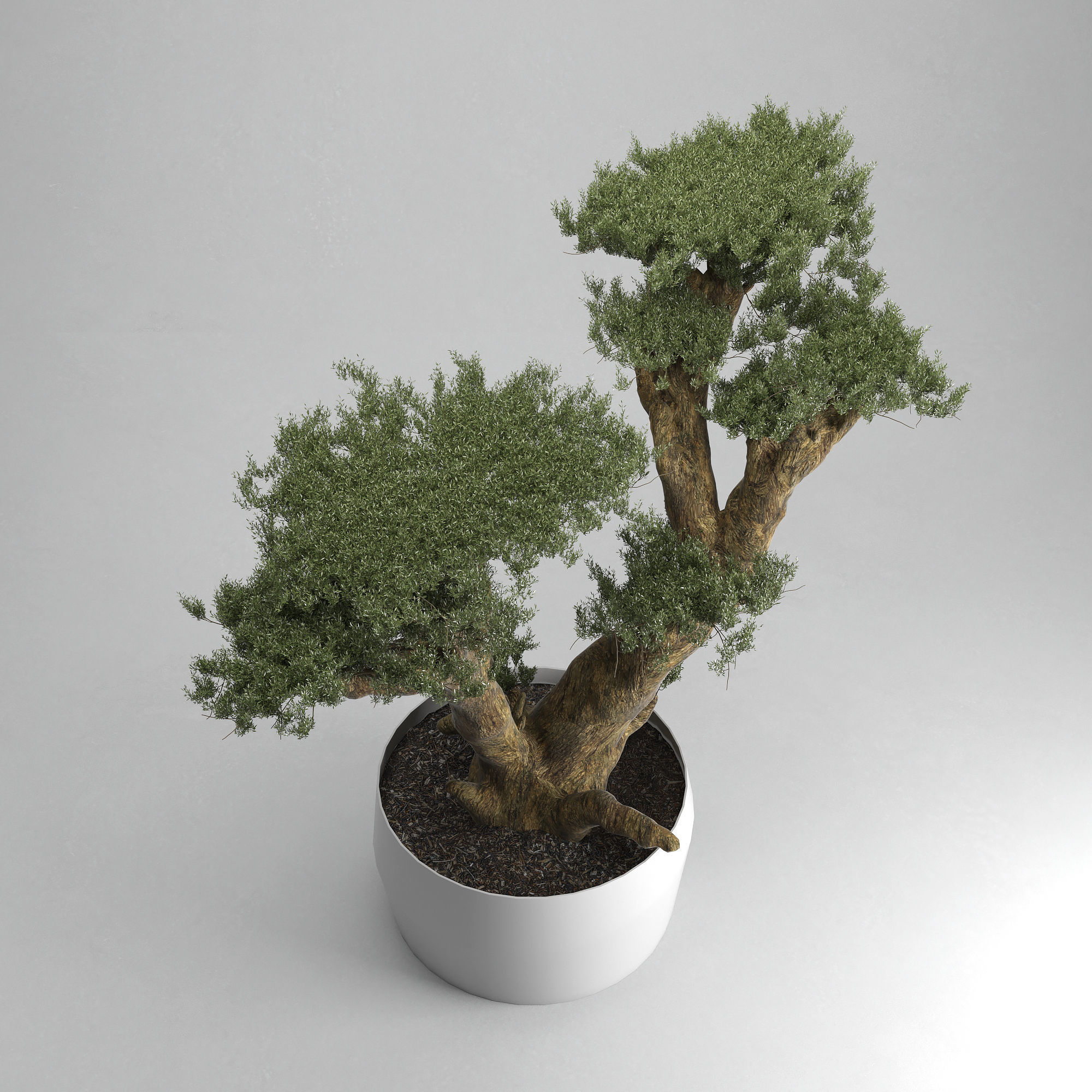 Olive Tree Plates Olea Europaea 3D model_4