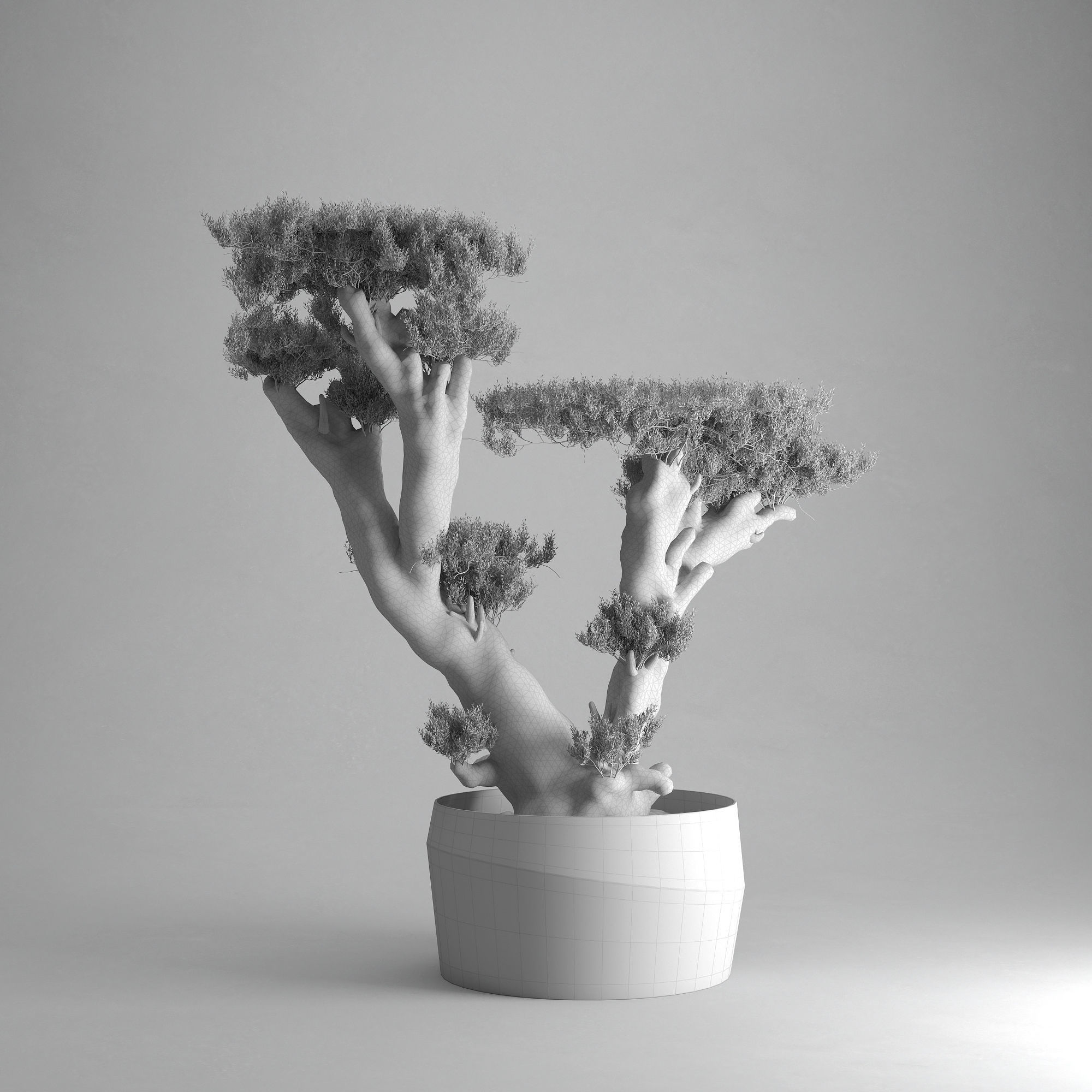 Olive Tree Plates Olea Europaea 3D model_5