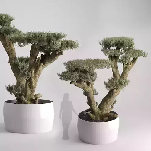 Olive Tree Plates Olea Europaea