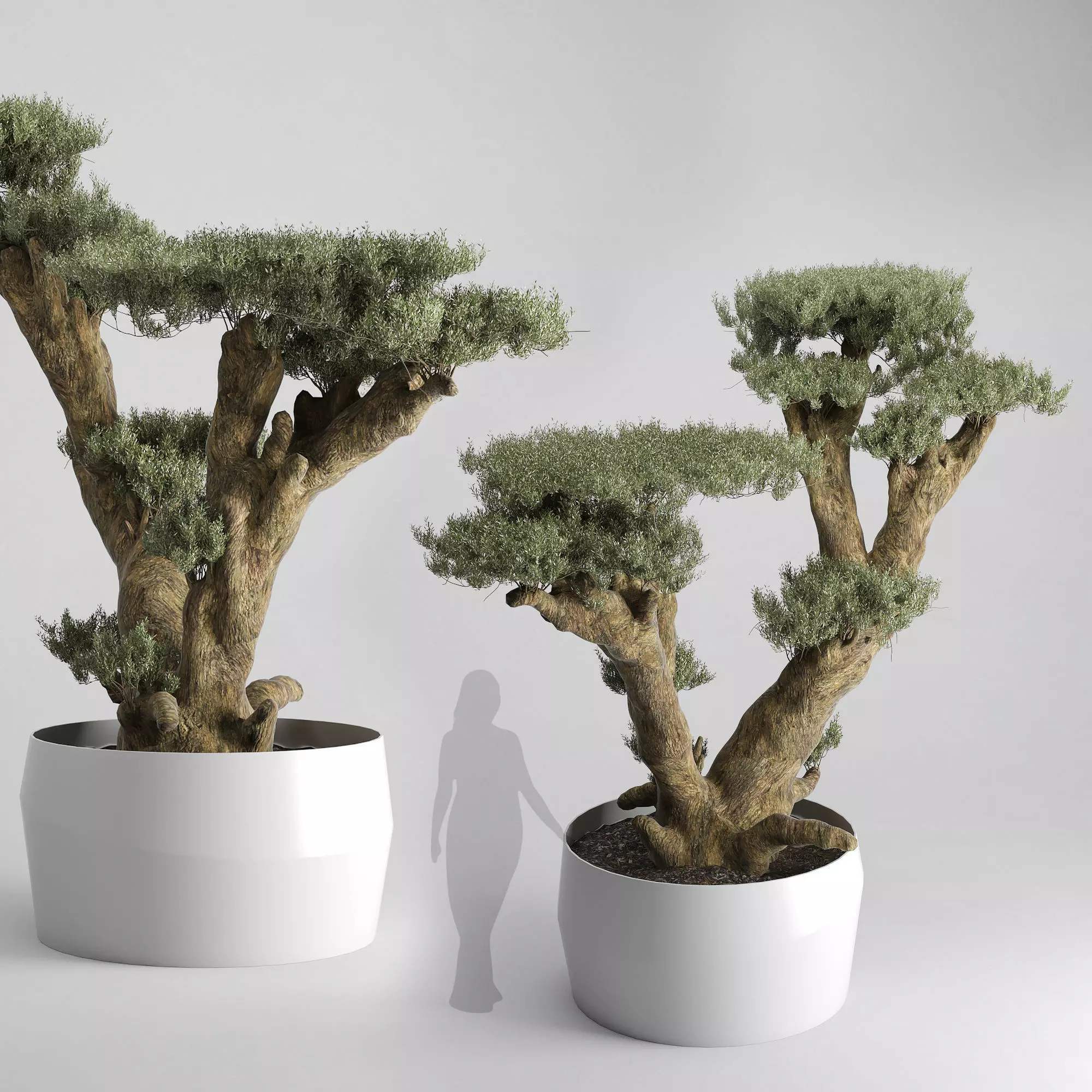 Olive Tree Plates Olea Europaea 3D model_0