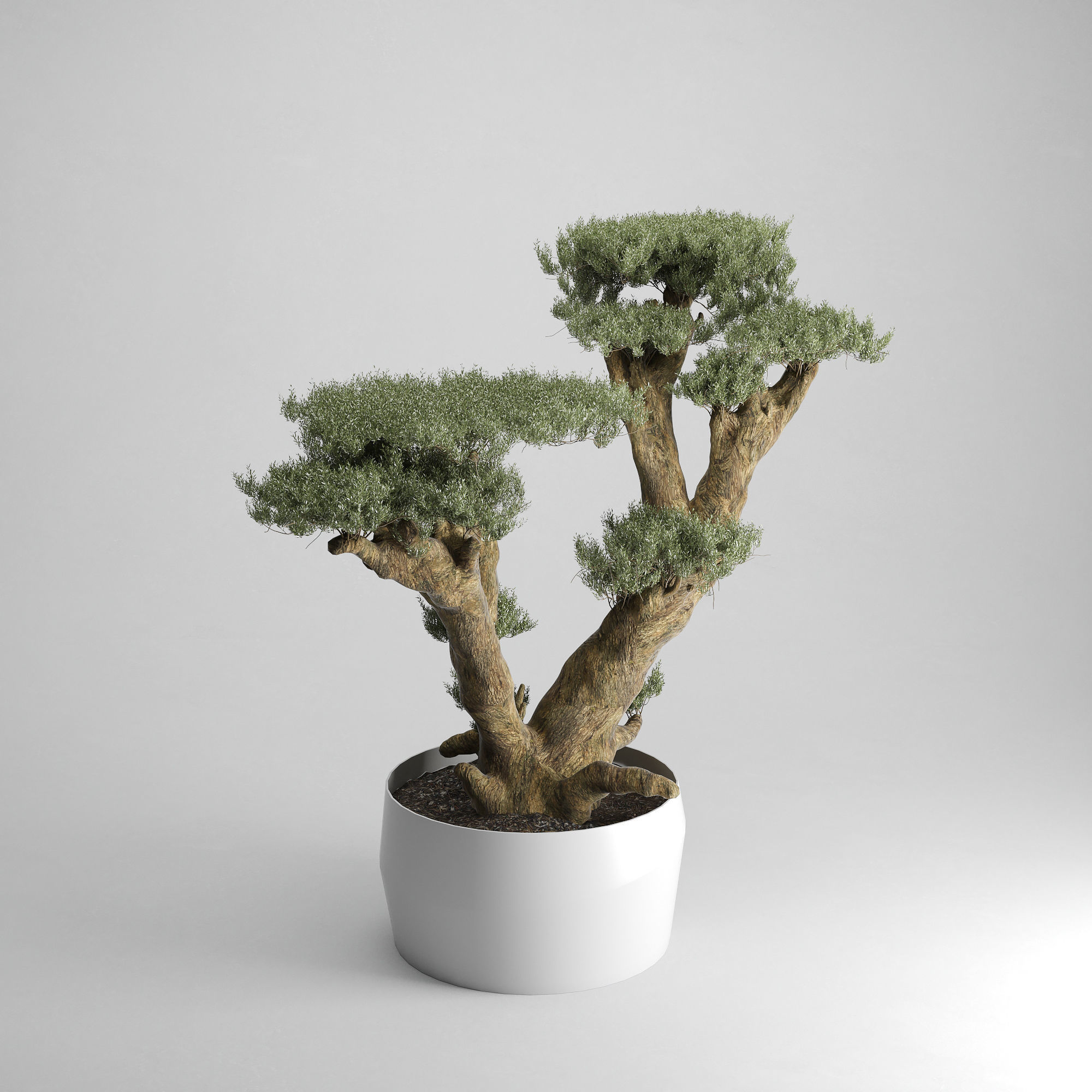 Olive Tree Plates Olea Europaea 3D model_1