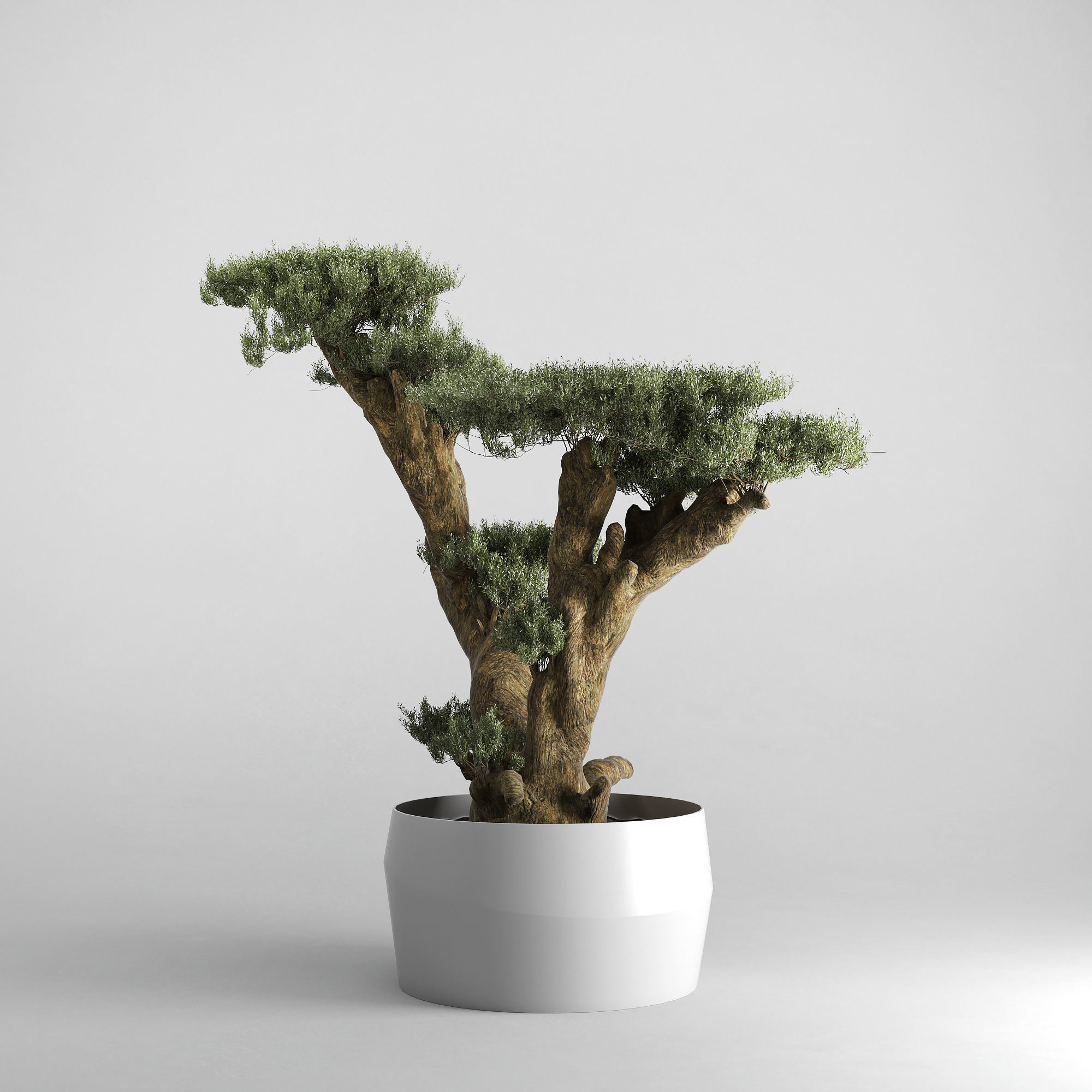 Olive Tree Plates Olea Europaea 3D model_2