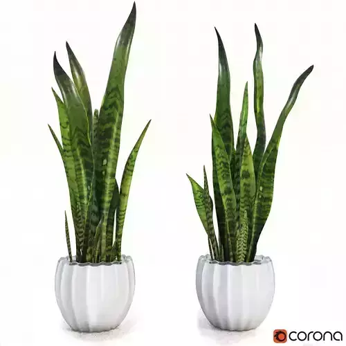 sansevieriya trifasciata 3D model