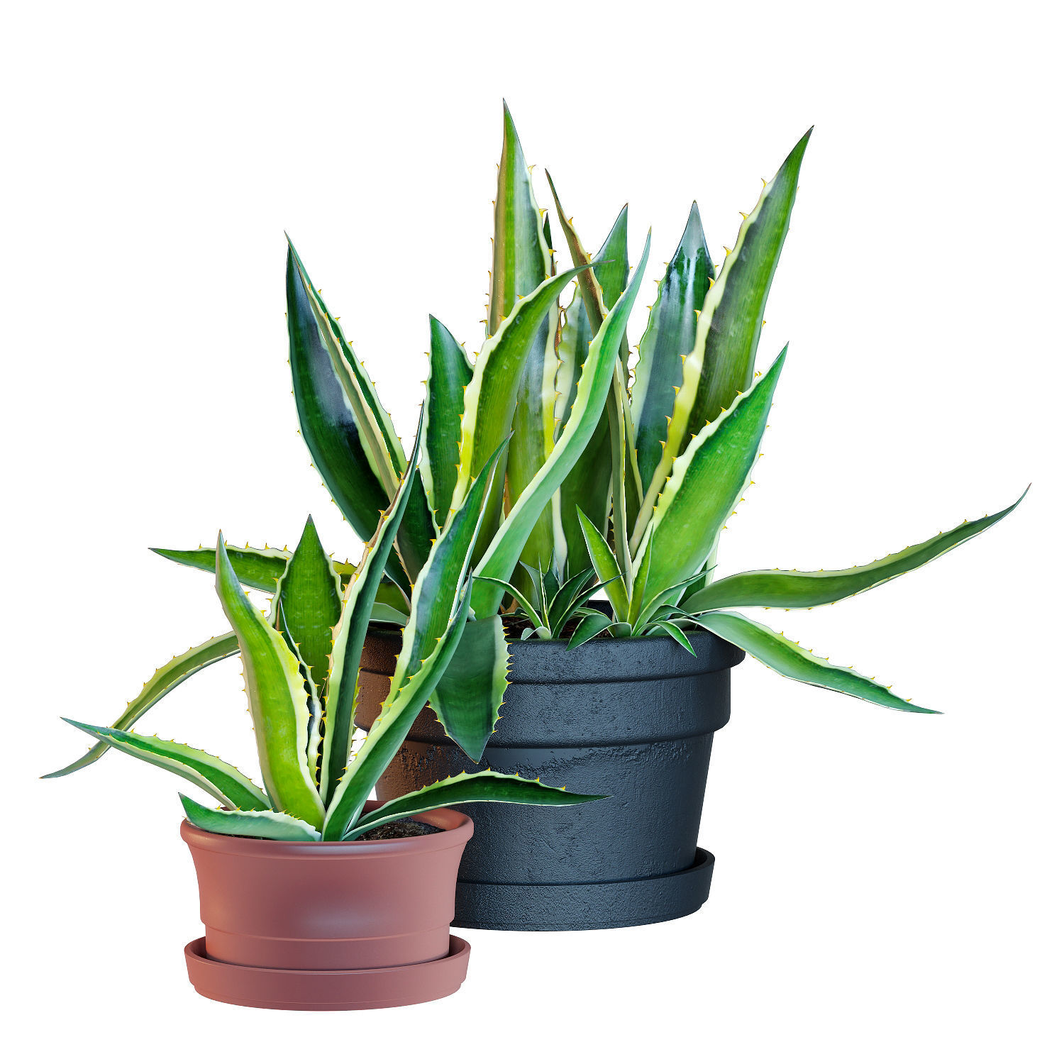 Agave set 01 3D model_7