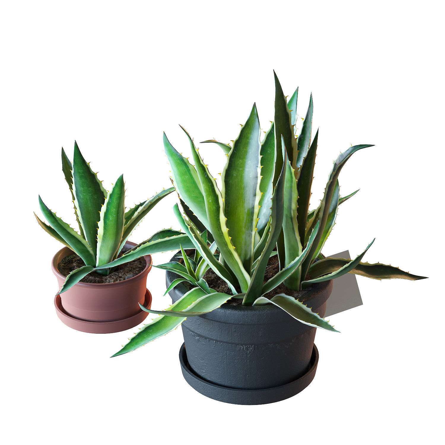 Agave set 01 3D model_6