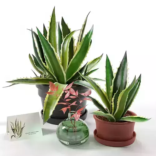 Agave set 01 3D model
