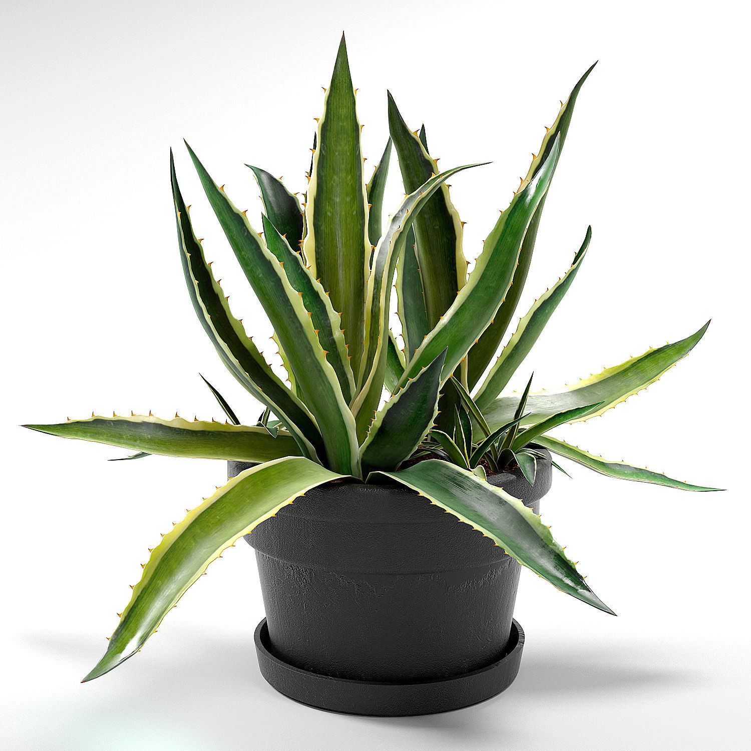 Agave set 01 3D model_3