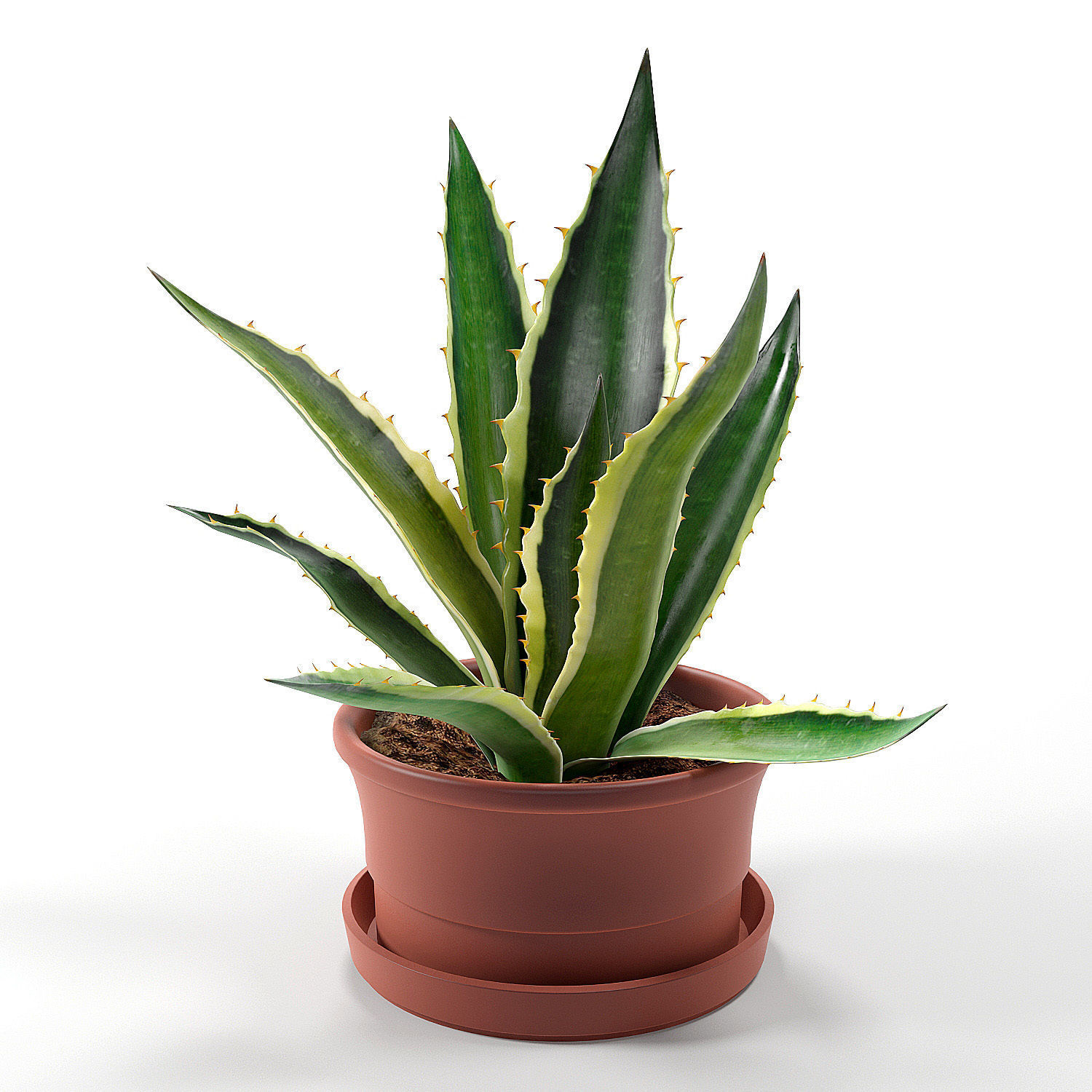 Agave set 01 3D model_4