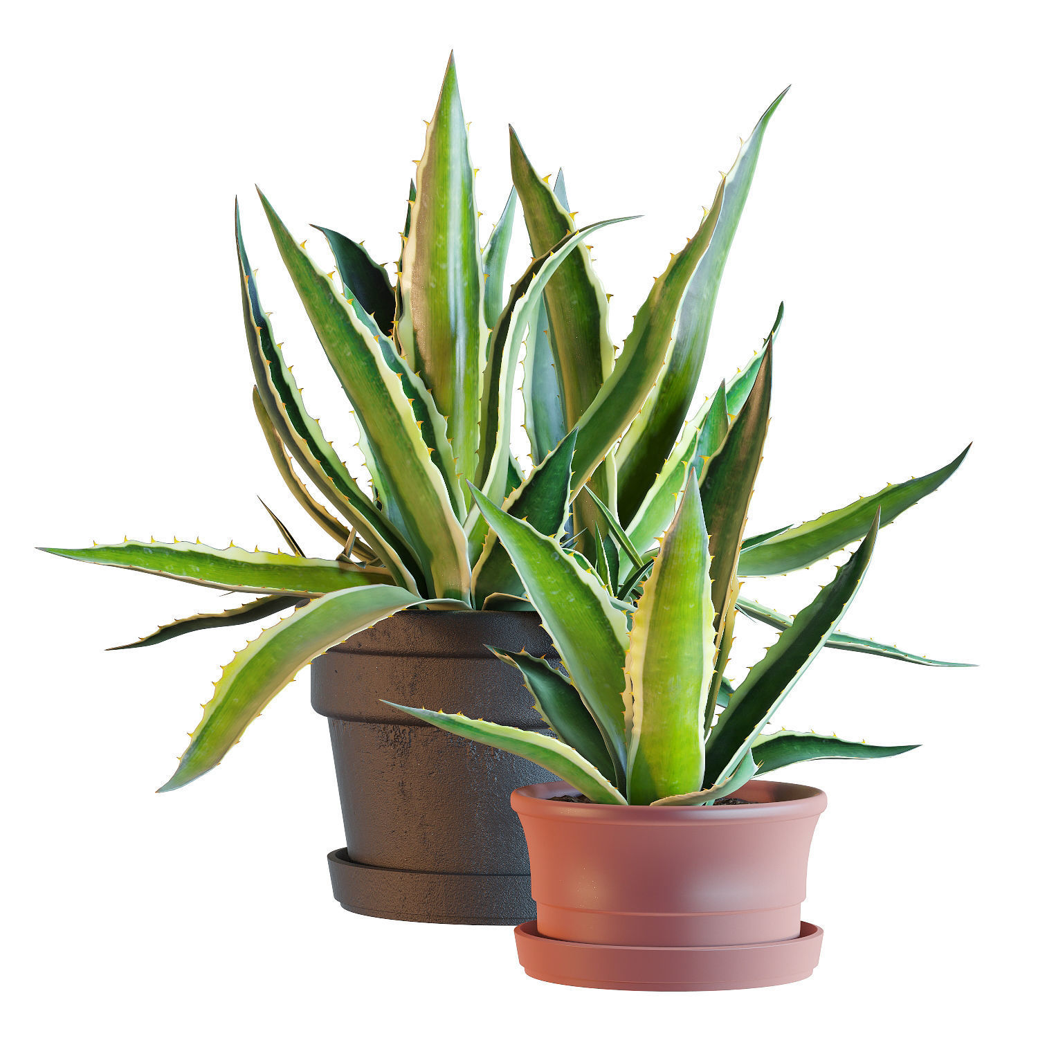 Agave set 01 3D model_5