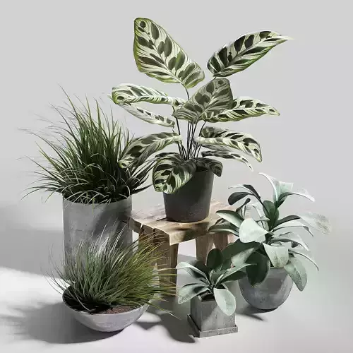 Set of plants 03 3D model