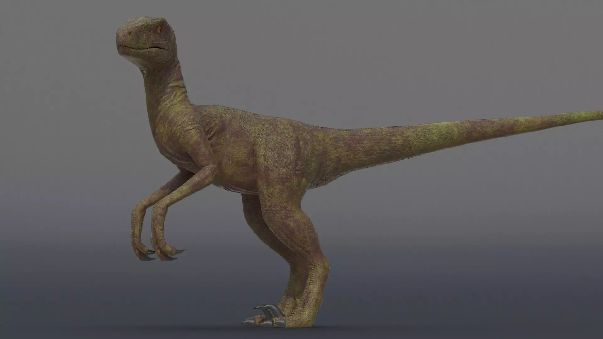 Velociraptor dinosaur Low-poly 3D model_0
