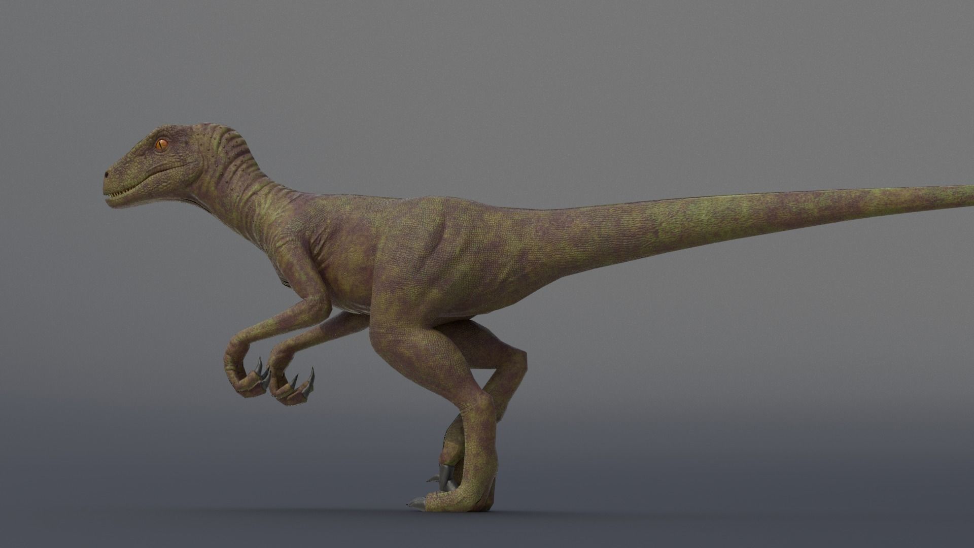 Velociraptor dinosaur Low-poly 3D model_10