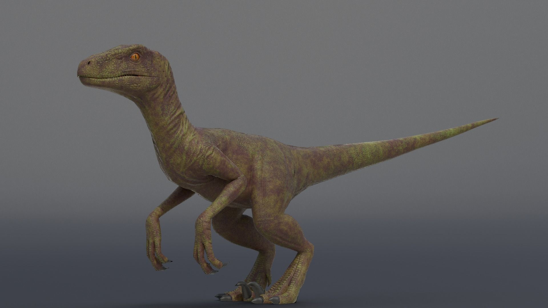 Velociraptor dinosaur Low-poly 3D model_9