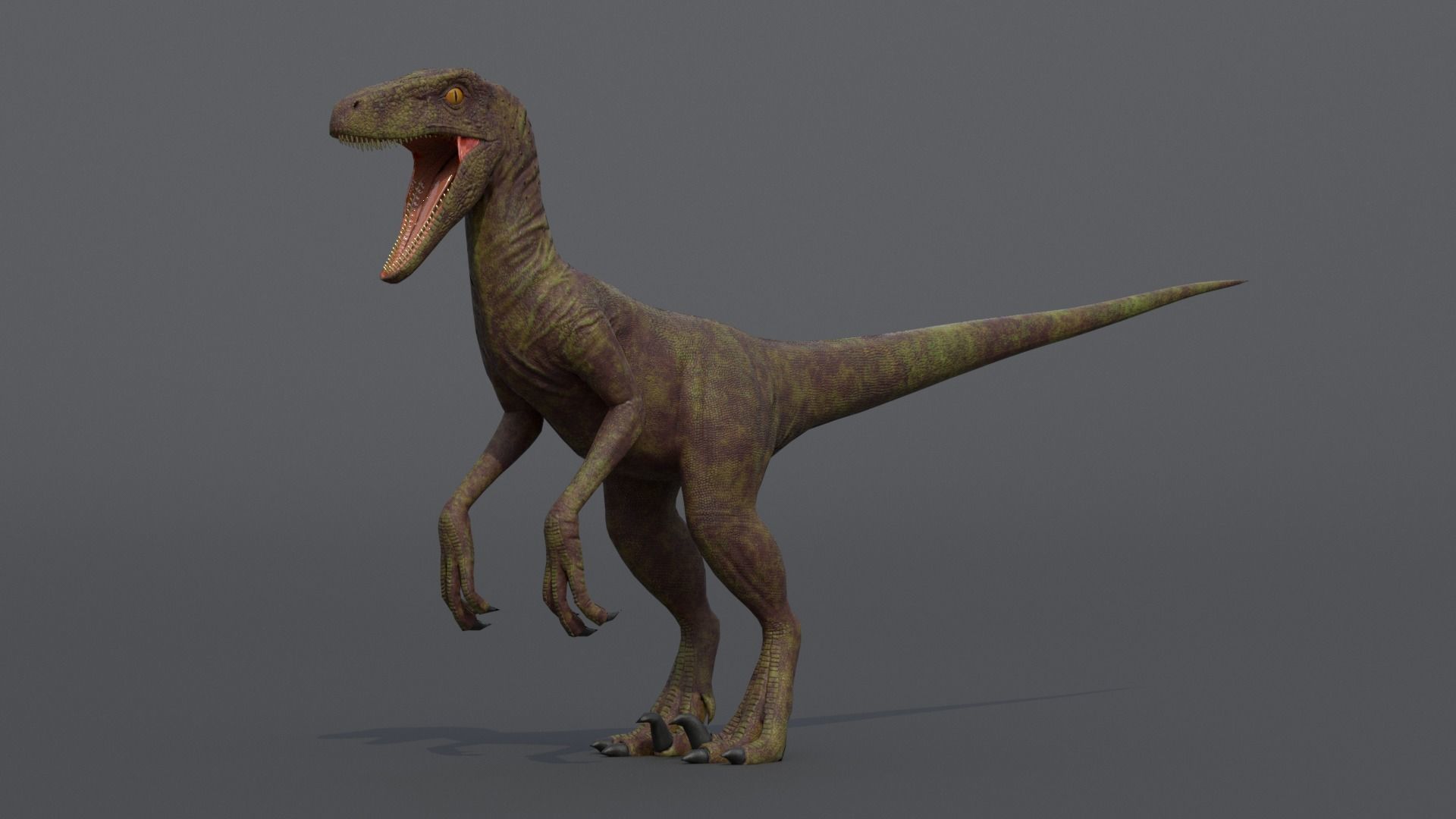 Velociraptor dinosaur Low-poly 3D model_5
