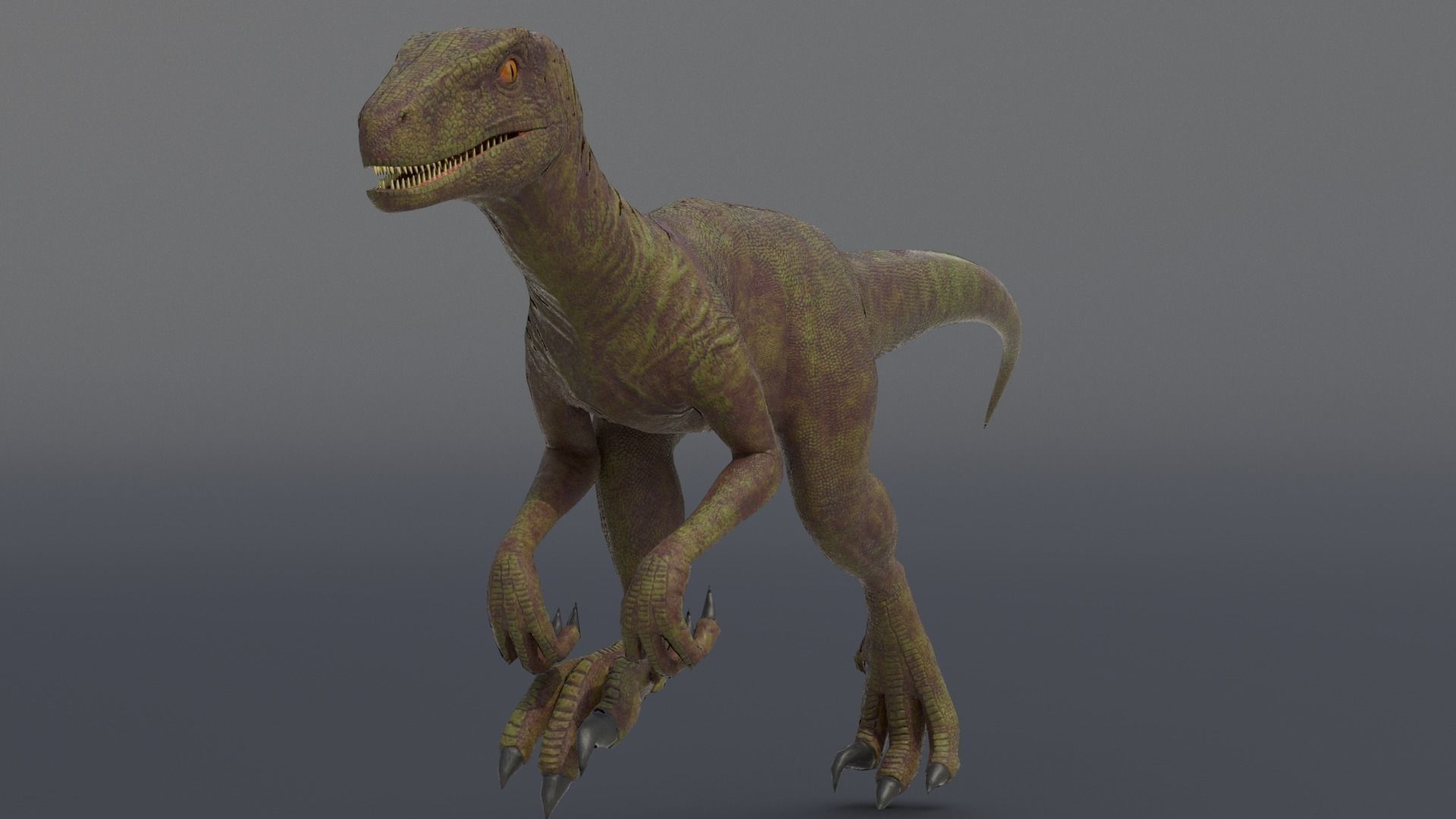 Velociraptor dinosaur Low-poly 3D model_4