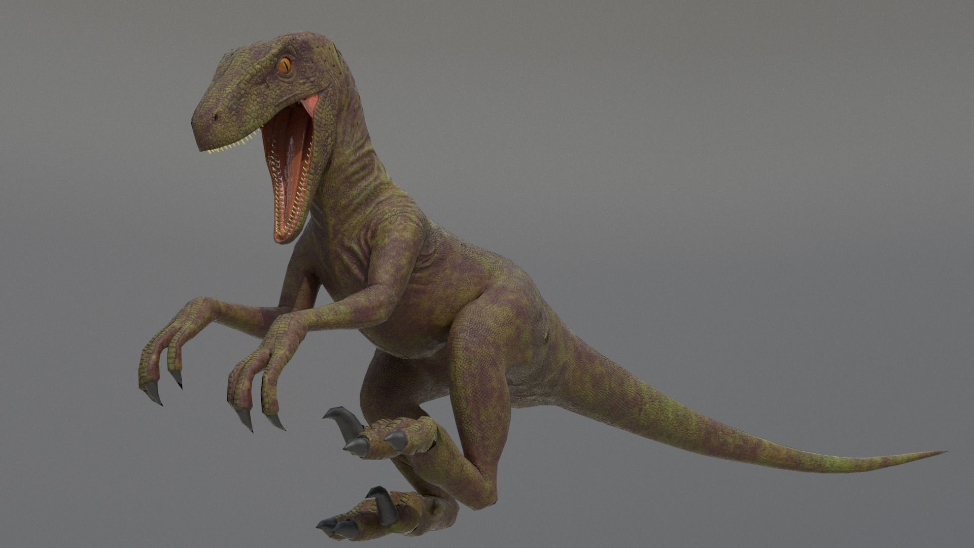Velociraptor dinosaur Low-poly 3D model_8