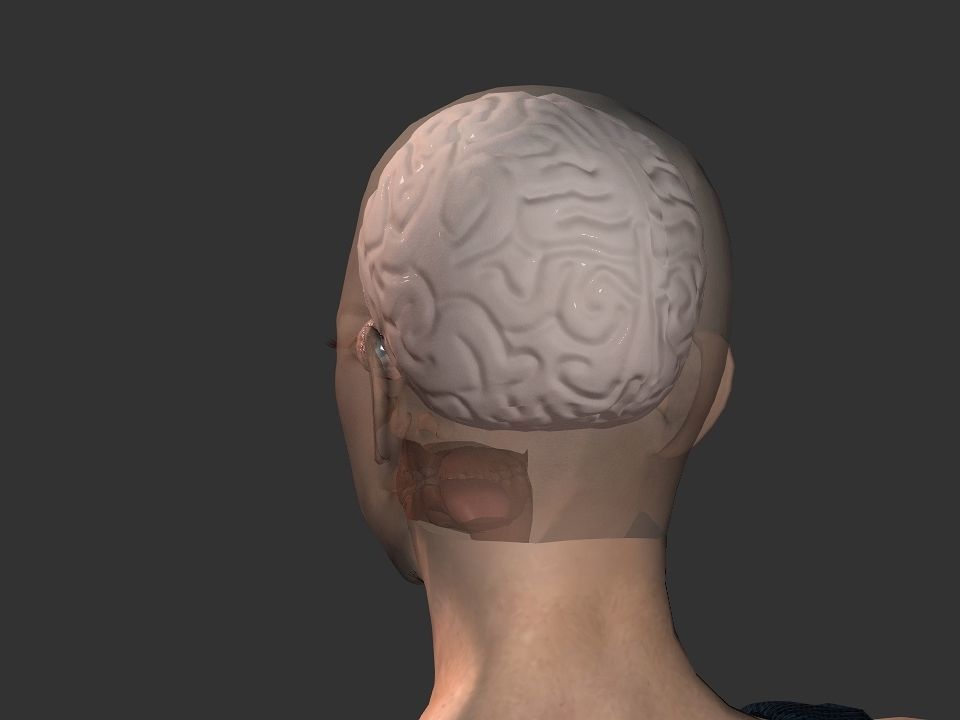Brain model human Low-poly 3D model_47