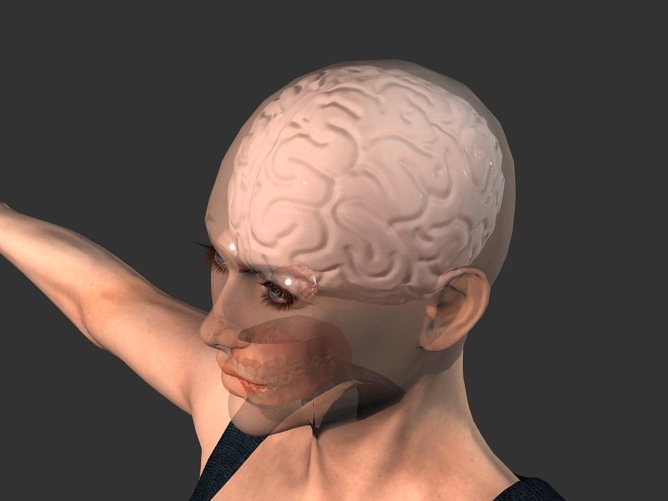 Brain model human Low-poly 3D model_11