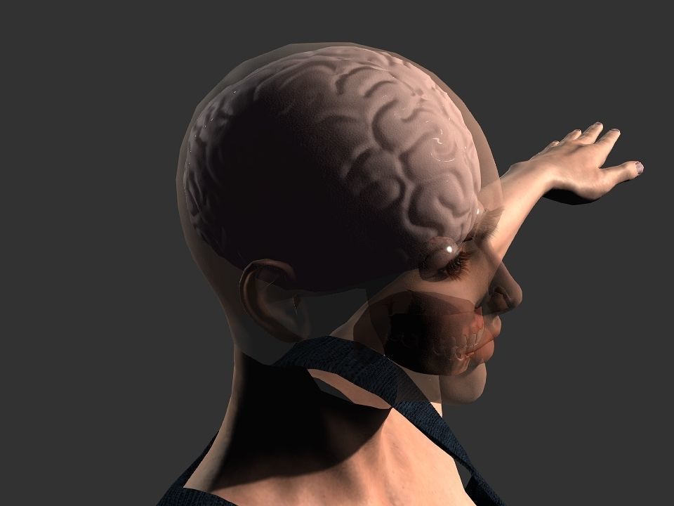 Brain model human Low-poly 3D model_24