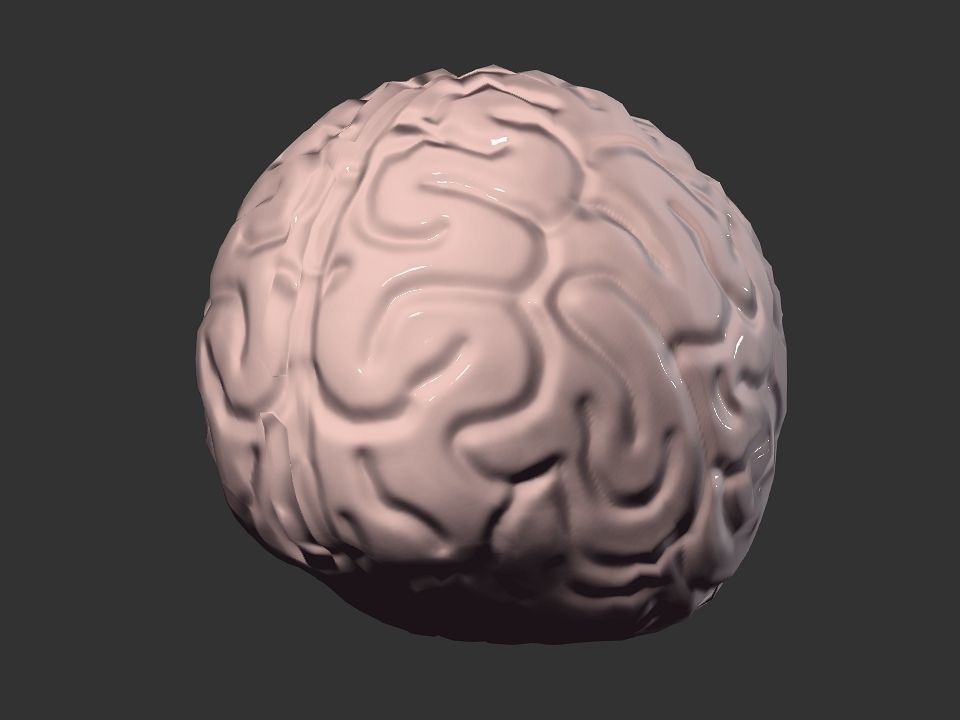 Brain model human Low-poly 3D model_27