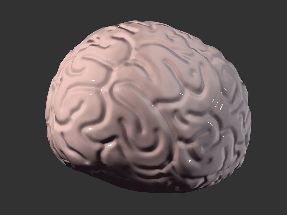 Brain model human Low-poly 3D model_28