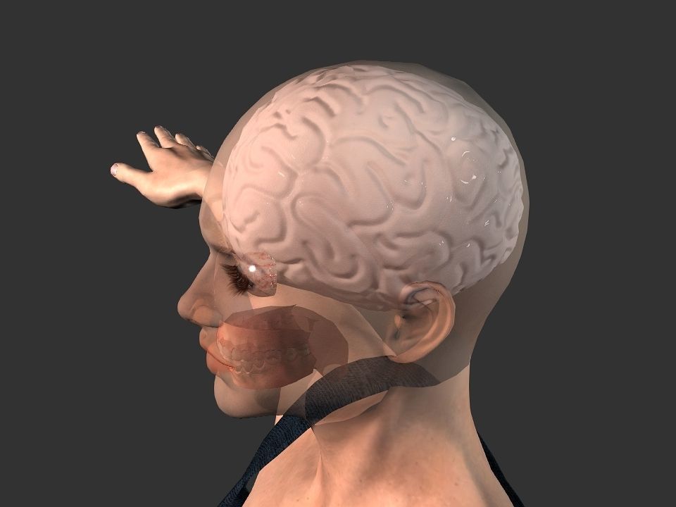 Brain model human Low-poly 3D model_13