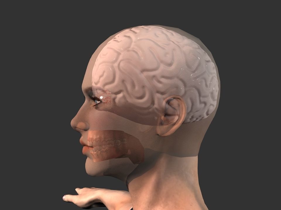 Brain model human Low-poly 3D model_23