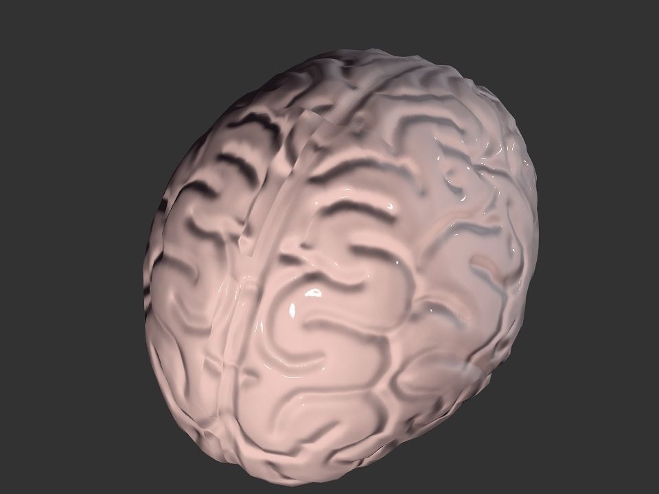 Brain model human Low-poly 3D model_42