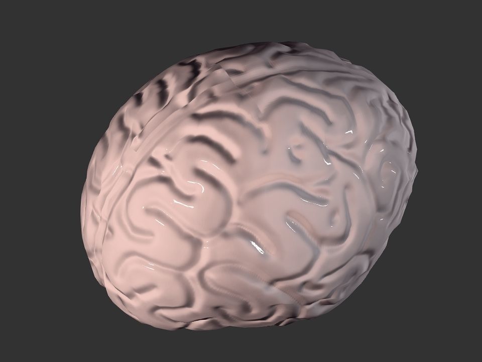 Brain model human Low-poly 3D model_43