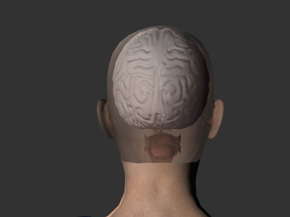 Brain model human Low-poly 3D model_49